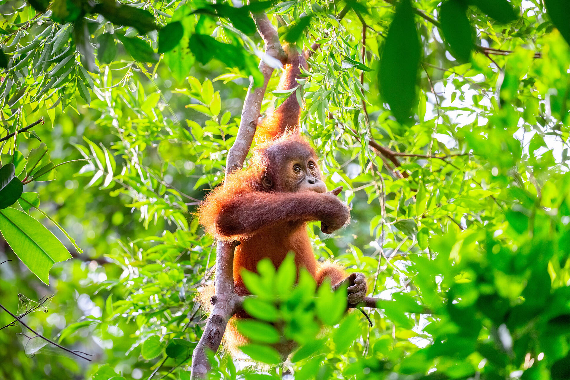 https://cdn.aucklandunlimited.com/zoo/assets/media/orangutan-in-sumatra.jpg