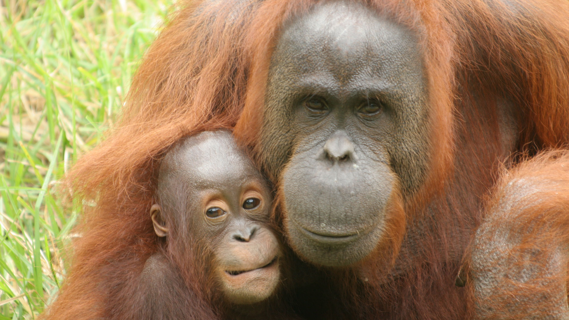 https://cdn.aucklandunlimited.com/zoo/assets/media/orangutan-melur-gallery-5.jpg