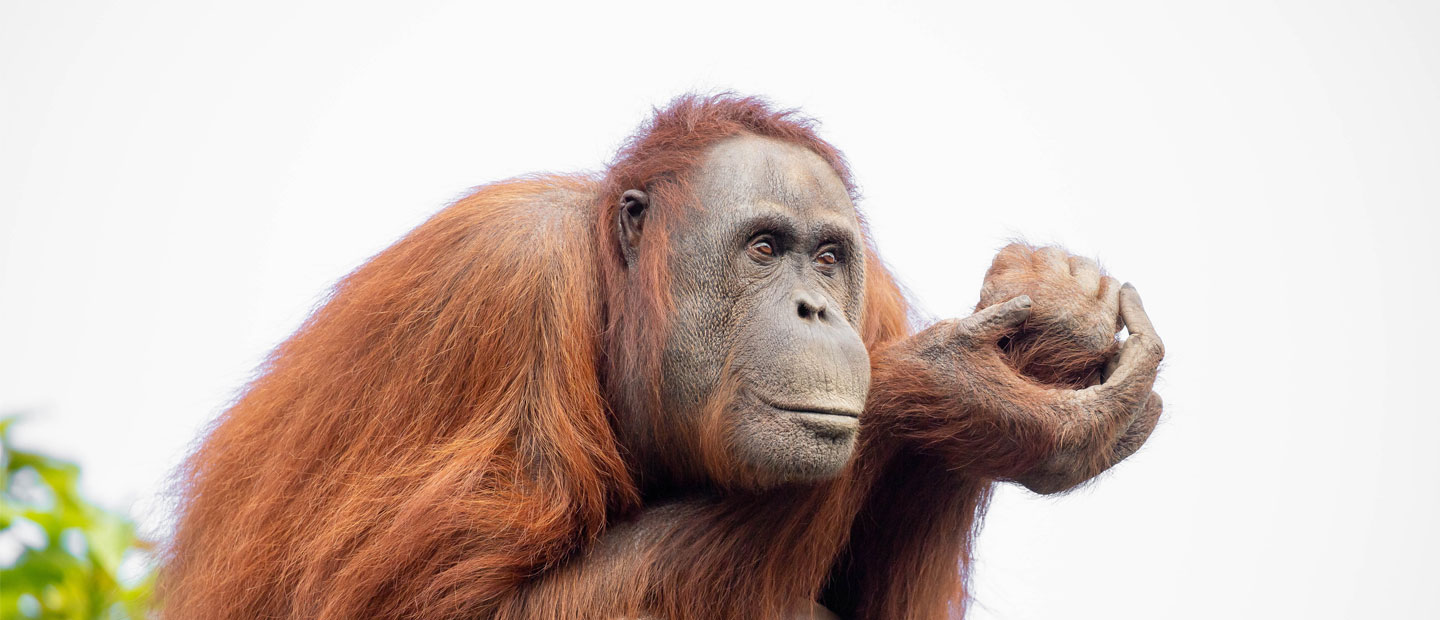 We're excited to share orangutan Melur is pregnant! | Auckland Zoo News