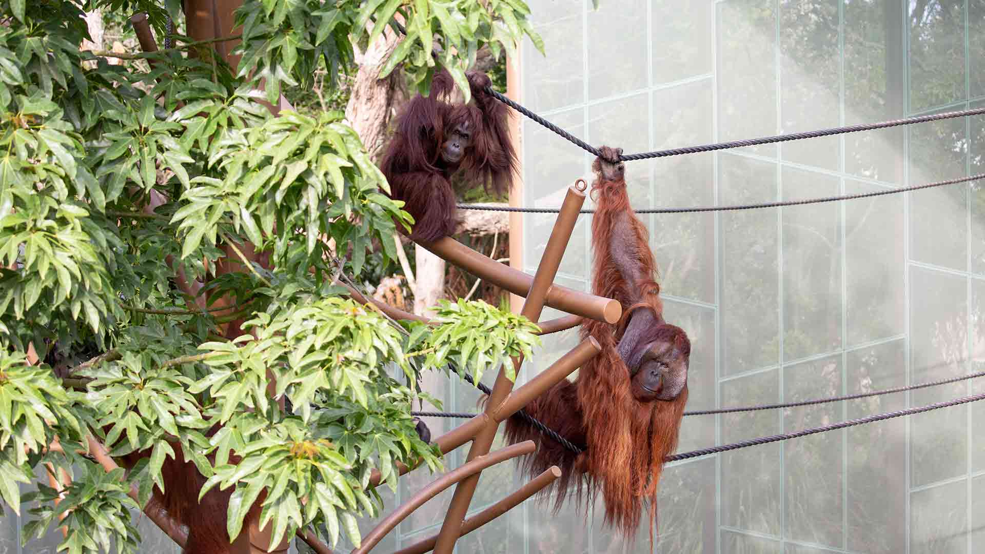https://cdn.aucklandunlimited.com/zoo/assets/media/orangutan-move-gallery-1.jpg