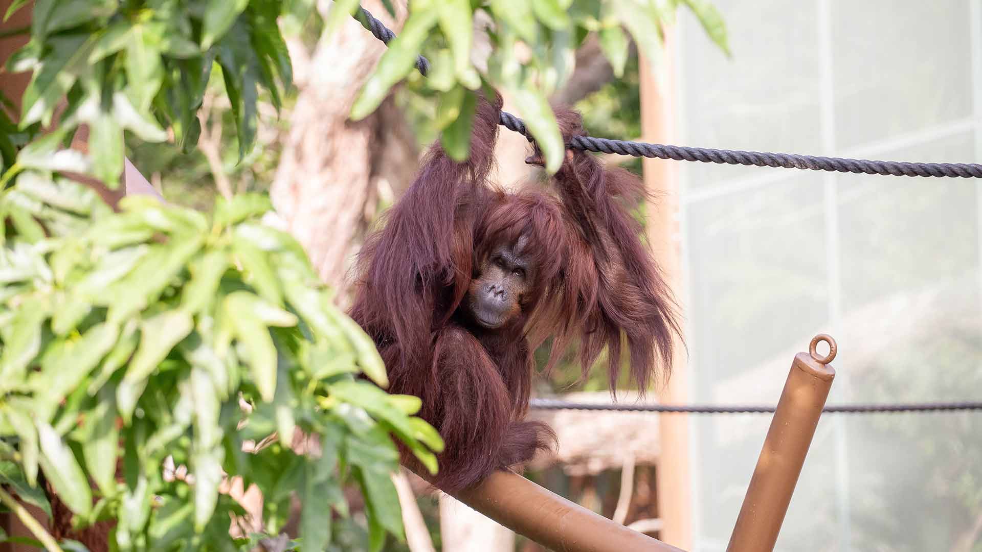 https://cdn.aucklandunlimited.com/zoo/assets/media/orangutan-move-gallery-10.jpg