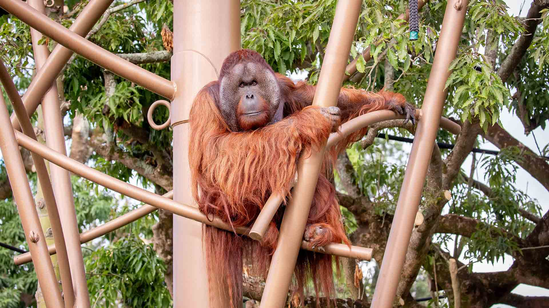 https://cdn.aucklandunlimited.com/zoo/assets/media/orangutan-move-gallery-2.jpg