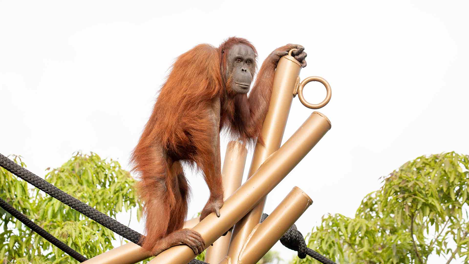 https://cdn.aucklandunlimited.com/zoo/assets/media/orangutan-move-gallery-8.jpg