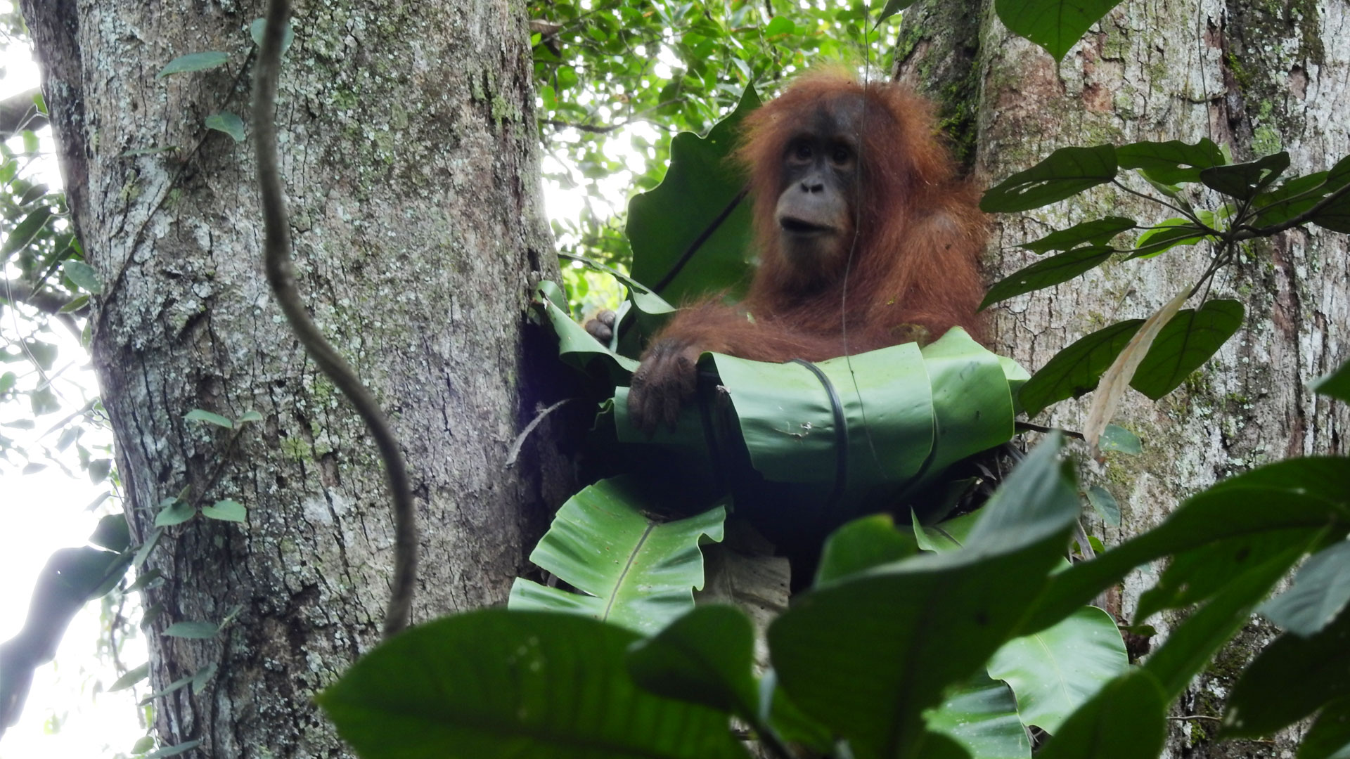 https://cdn.aucklandunlimited.com/zoo/assets/media/orangutan-school-socp-gallery-2.jpg