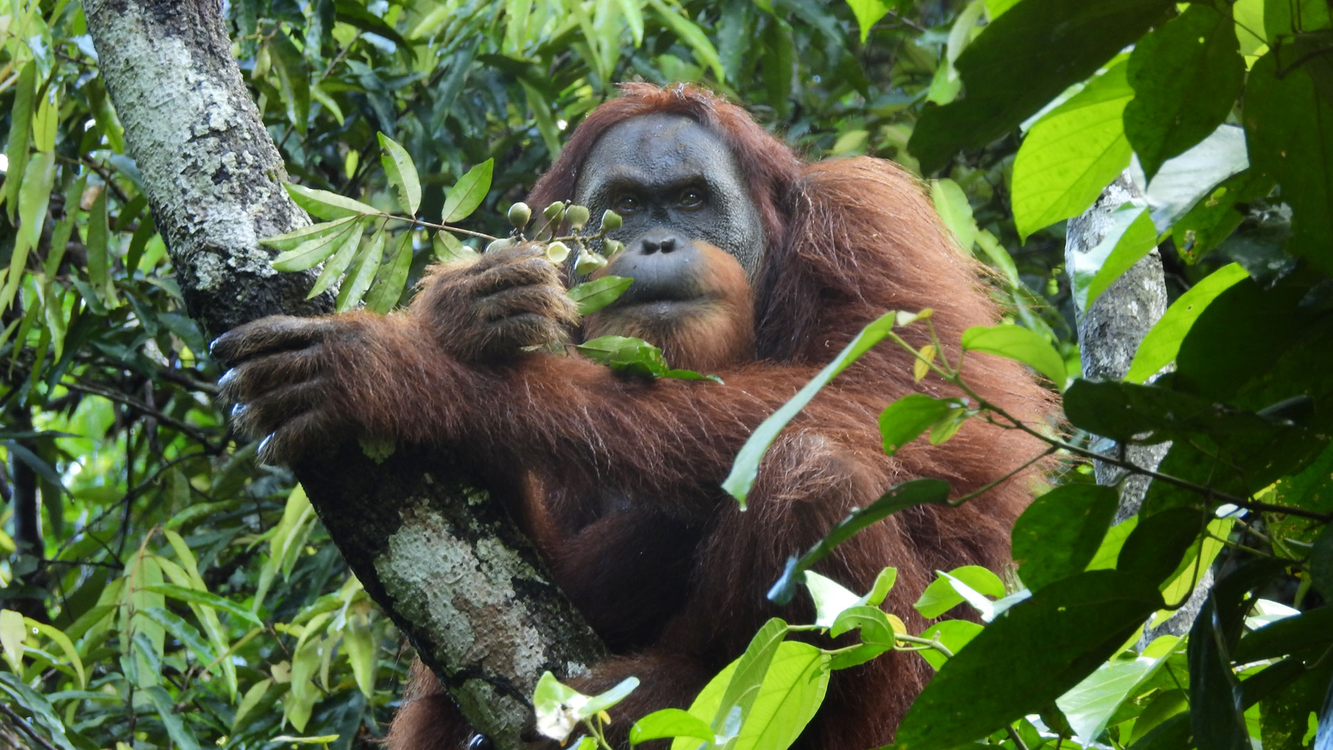 https://cdn.aucklandunlimited.com/zoo/assets/media/orangutan-school-socp-gallery-5.jpg