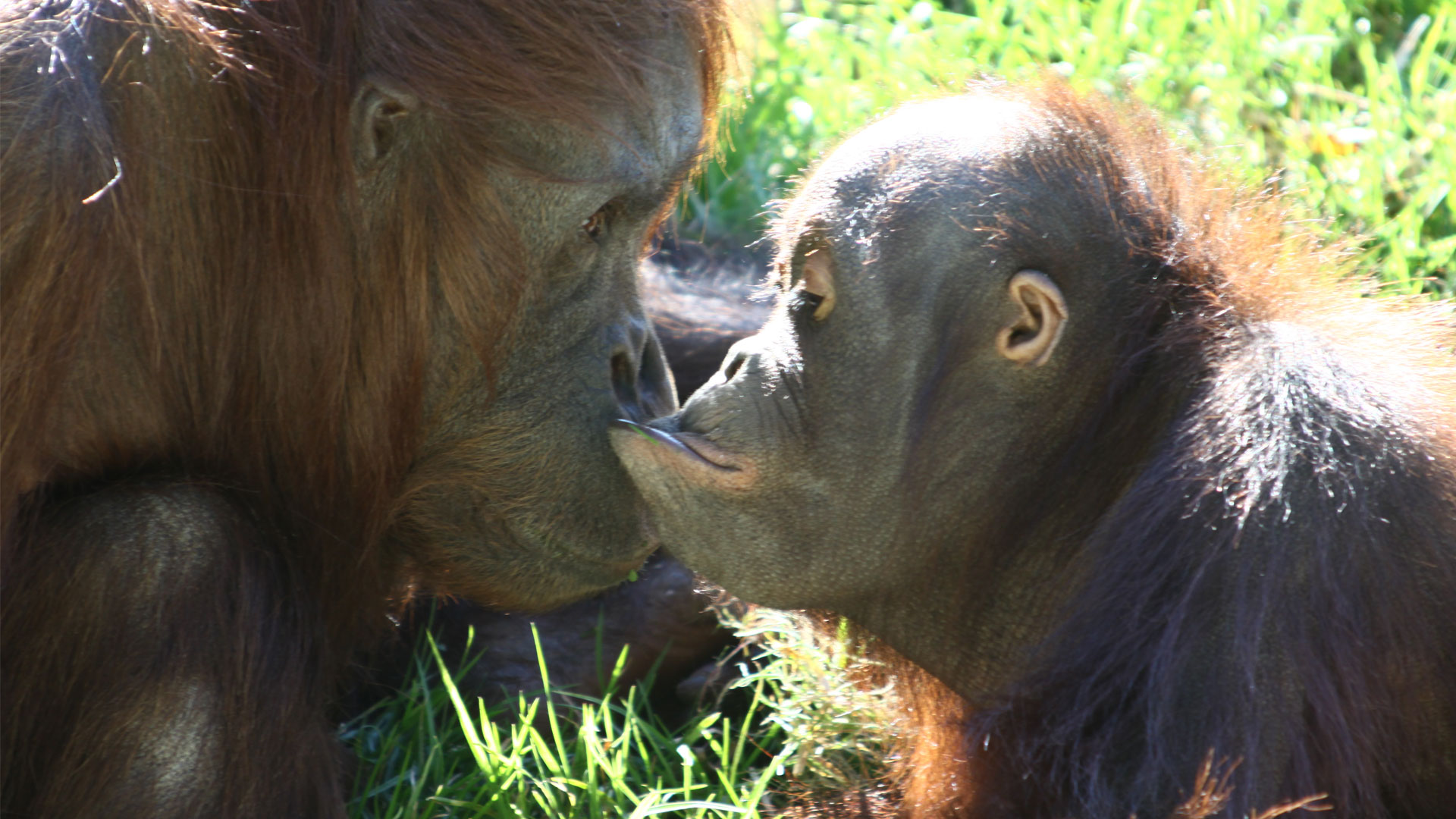 https://cdn.aucklandunlimited.com/zoo/assets/media/orangutan-wanita-and-madju-gallery-1.jpg