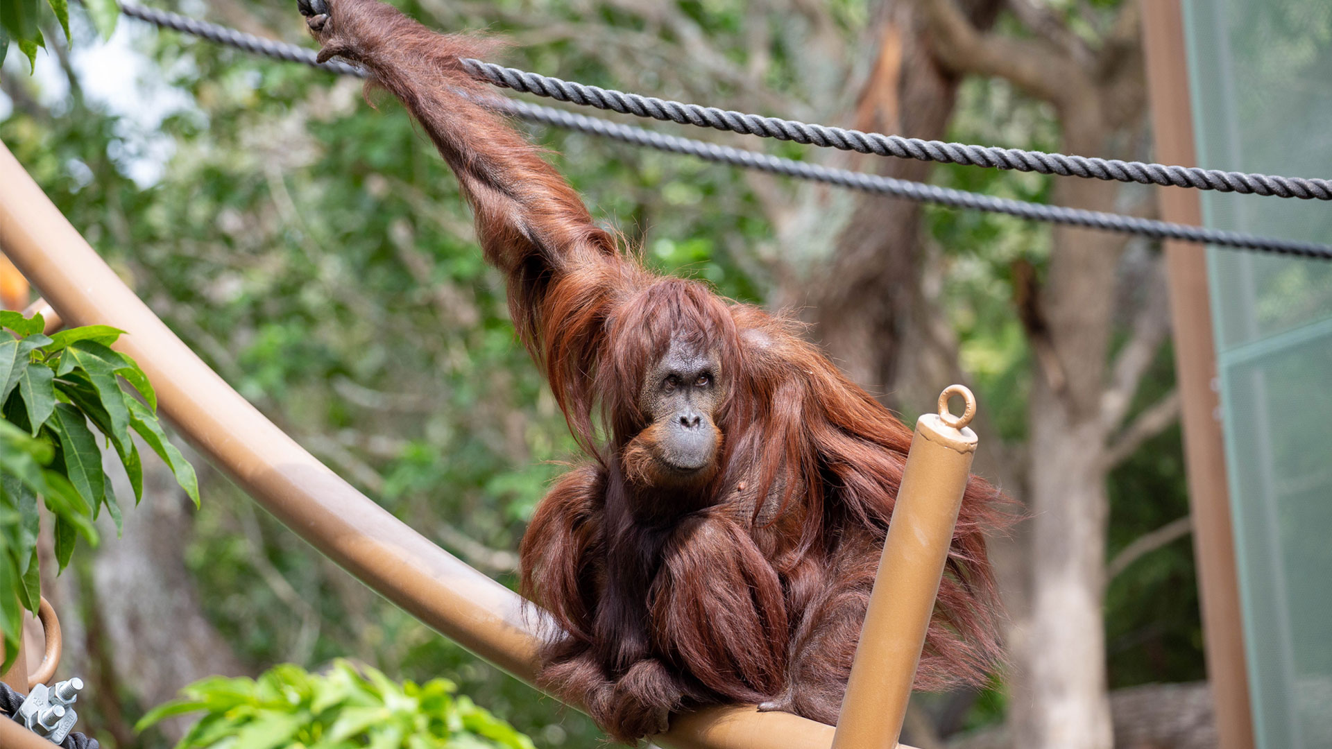 https://cdn.aucklandunlimited.com/zoo/assets/media/orangutan-wanita-gallery-1.jpg