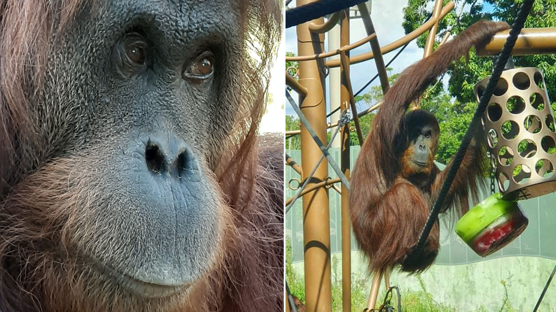 https://cdn.aucklandunlimited.com/zoo/assets/media/orangutan-wanita-gallery-2.jpg