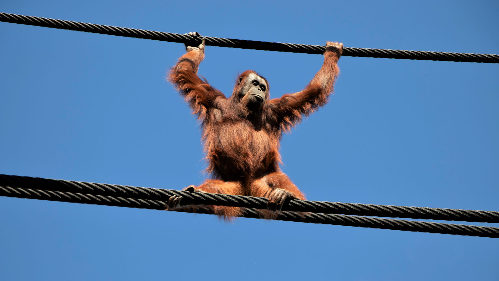 https://cdn.aucklandunlimited.com/zoo/assets/media/orangutans-aerial-pathways-gallery-1.jpg