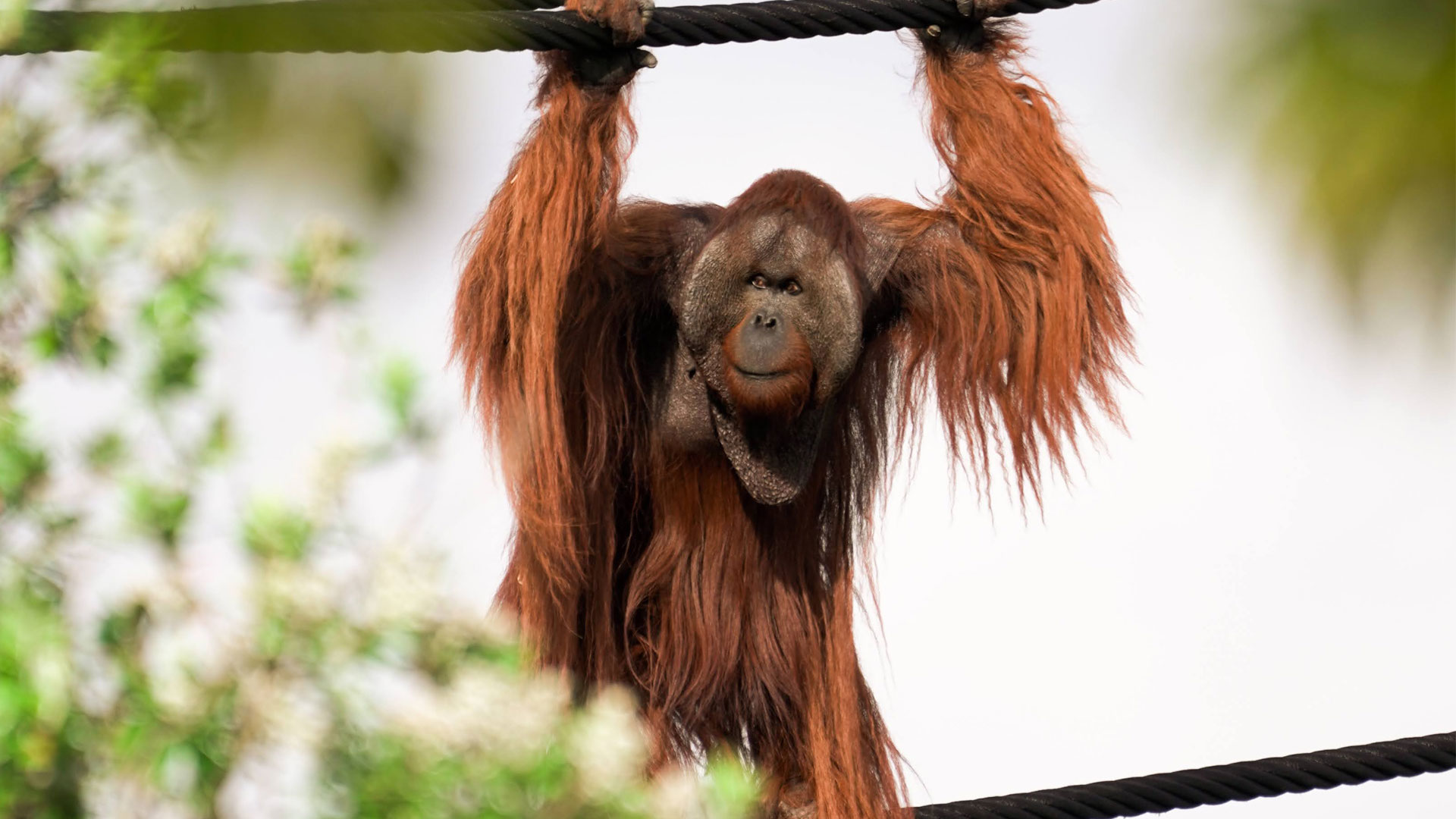https://cdn.aucklandunlimited.com/zoo/assets/media/orangutans-aerial-pathways-gallery-3.jpg