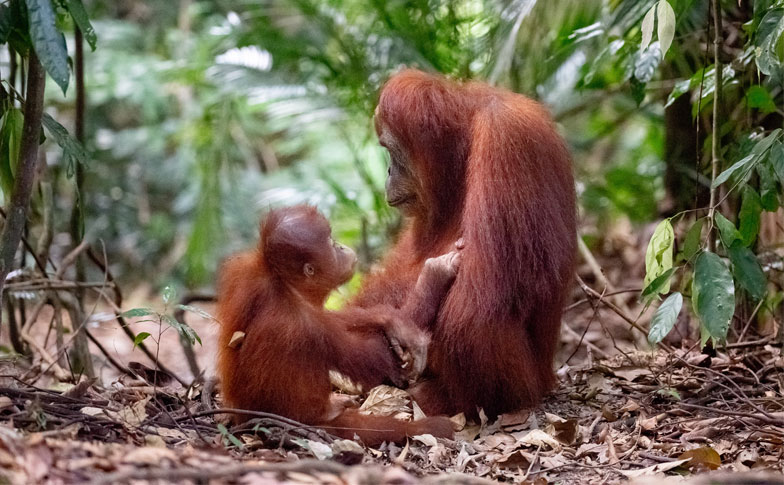 https://cdn.aucklandunlimited.com/zoo/assets/media/orangutans-thumbnail.jpg