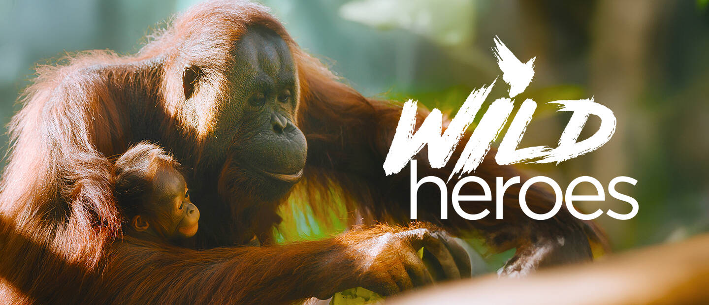 https://cdn.aucklandunlimited.com/zoo/assets/media/orangutans-wildheroes2-website-banner-1440x620-title-only.jpg