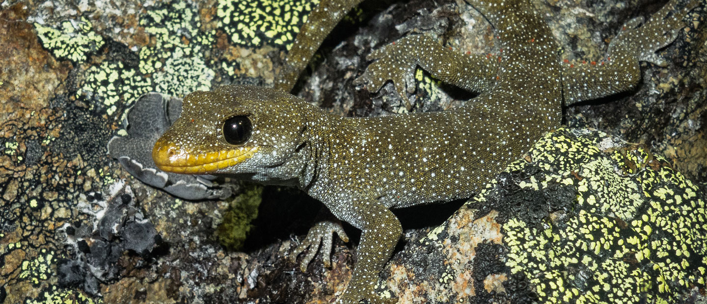 Four new species: Oteake Conservation Park reveals its saurian secrets 