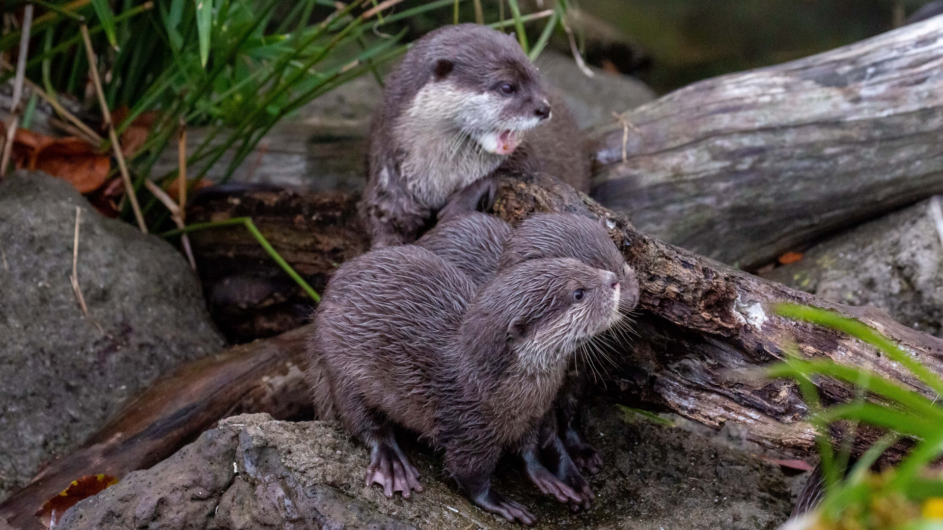 https://cdn.aucklandunlimited.com/zoo/assets/media/otter-playing.png