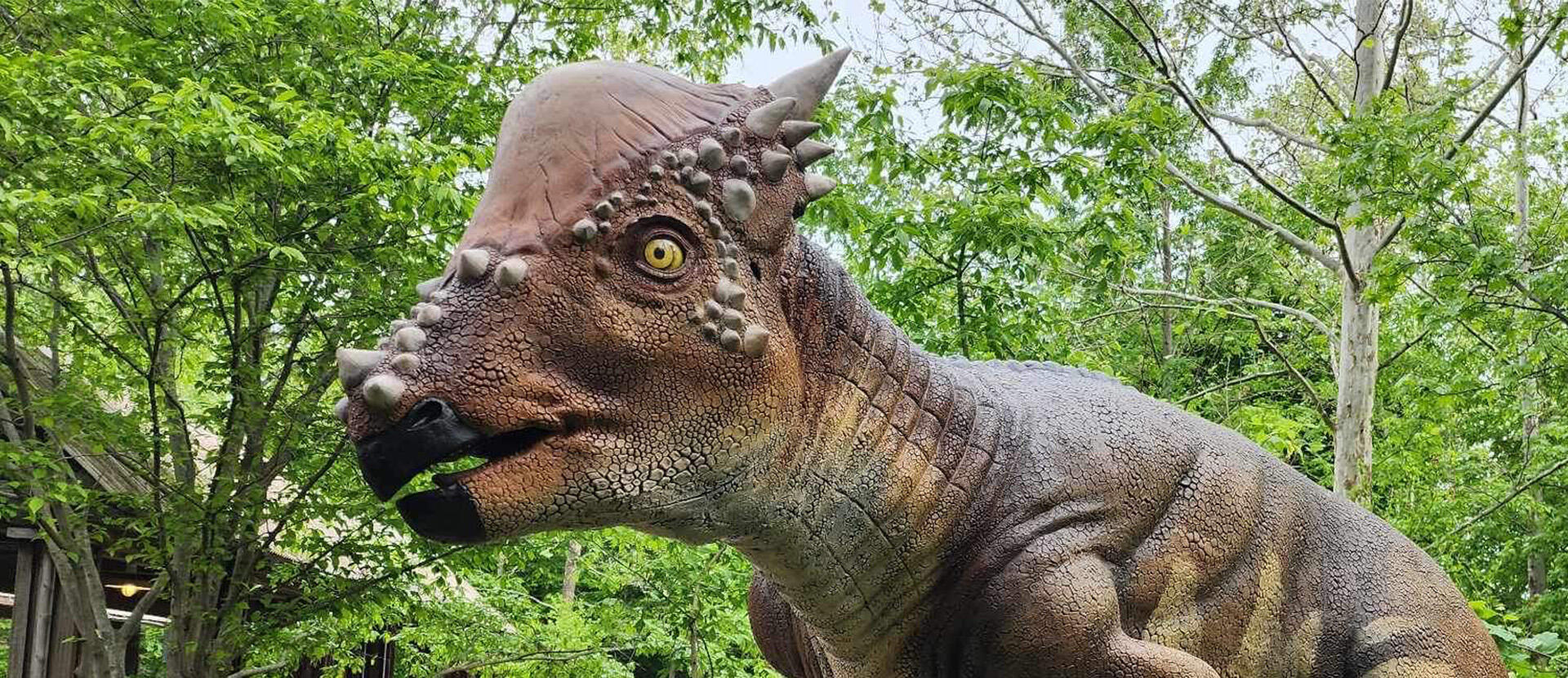 https://cdn.aucklandunlimited.com/zoo/assets/media/pachycephalosaurus-the-dinosaur-company-hero.jpg