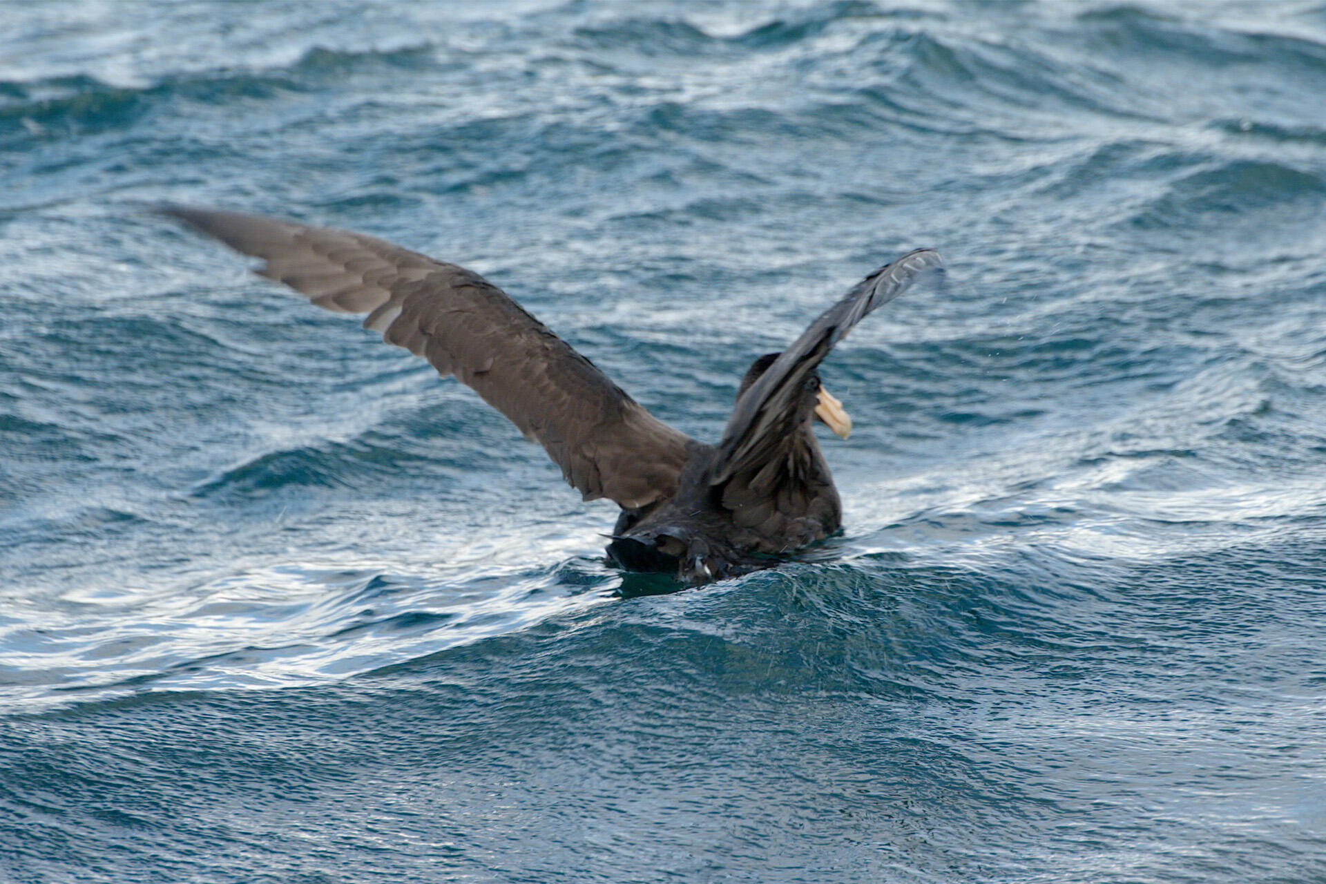 https://cdn.aucklandunlimited.com/zoo/assets/media/petrel-released-in-ocean-aug-2024.jpg