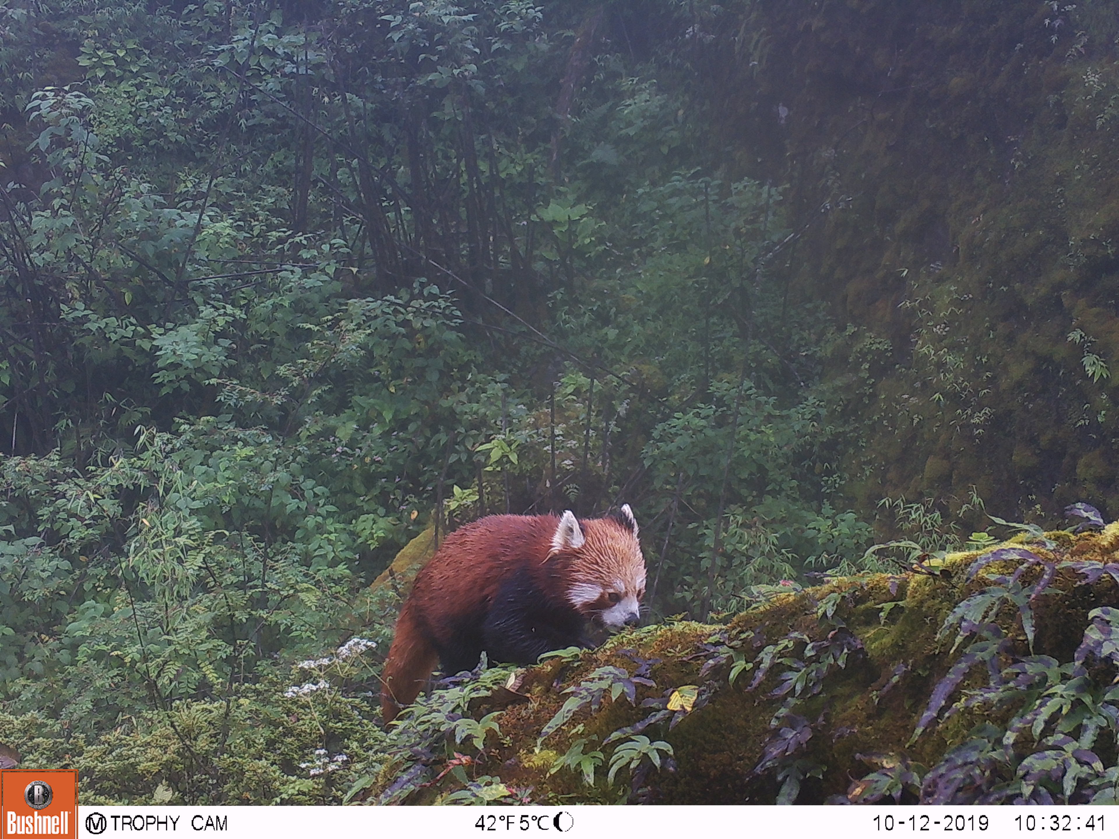 https://cdn.aucklandunlimited.com/zoo/assets/media/photo-4-a-red-panda-camera-trapped-on-a-rainy-day-of-octoberjpg.jpg