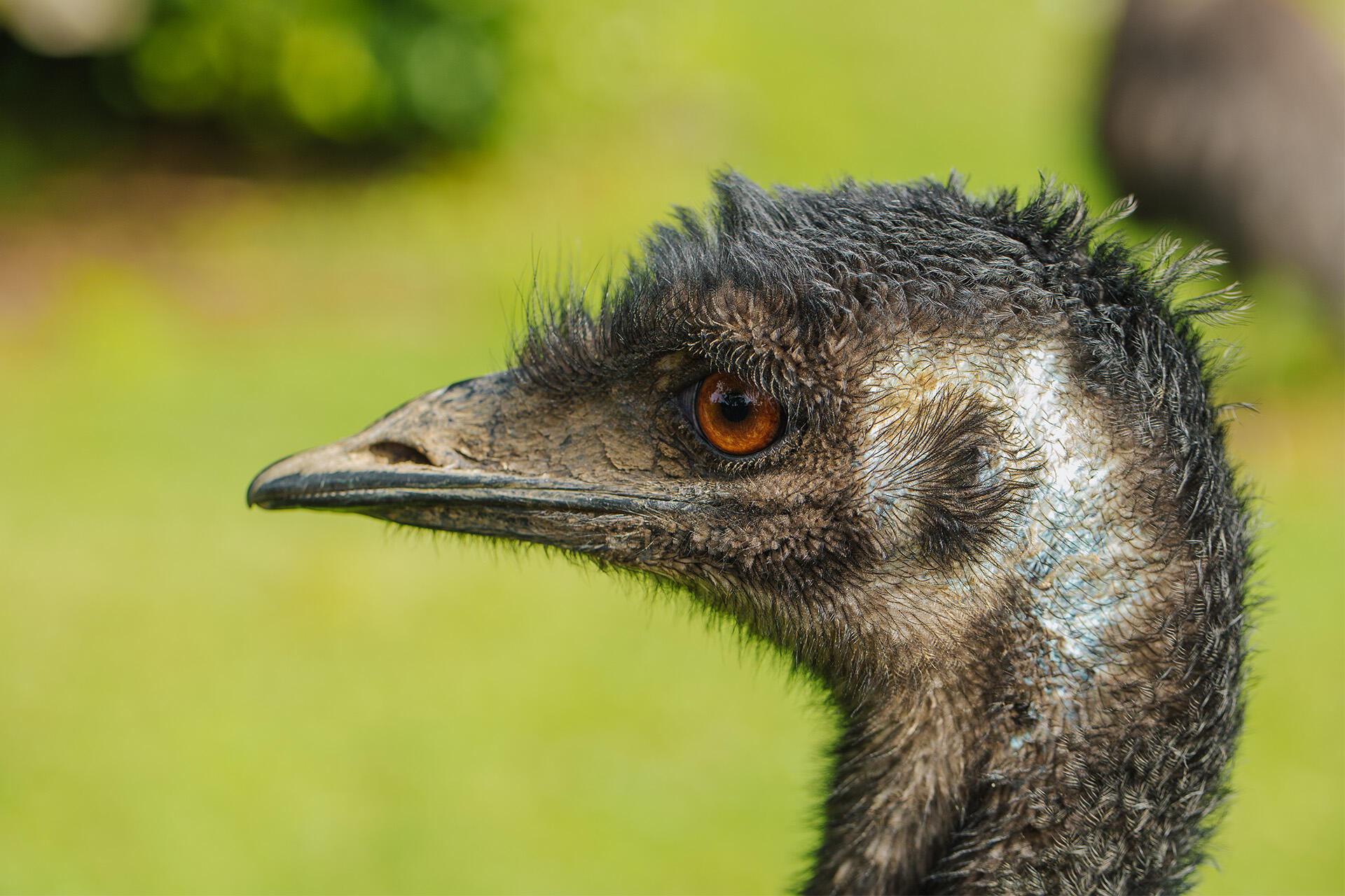 https://cdn.aucklandunlimited.com/zoo/assets/media/pink-sky-emu-august-22-01.jpg