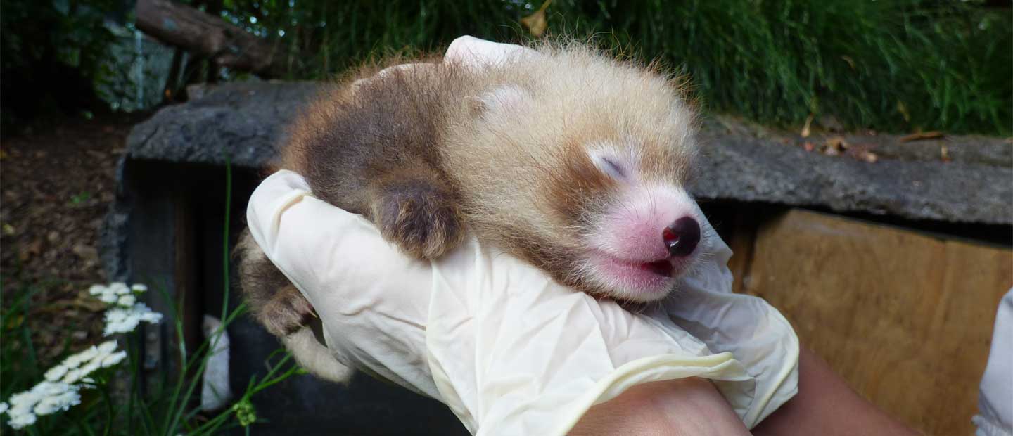 Zoo Christmas comes early with birth of red panda 