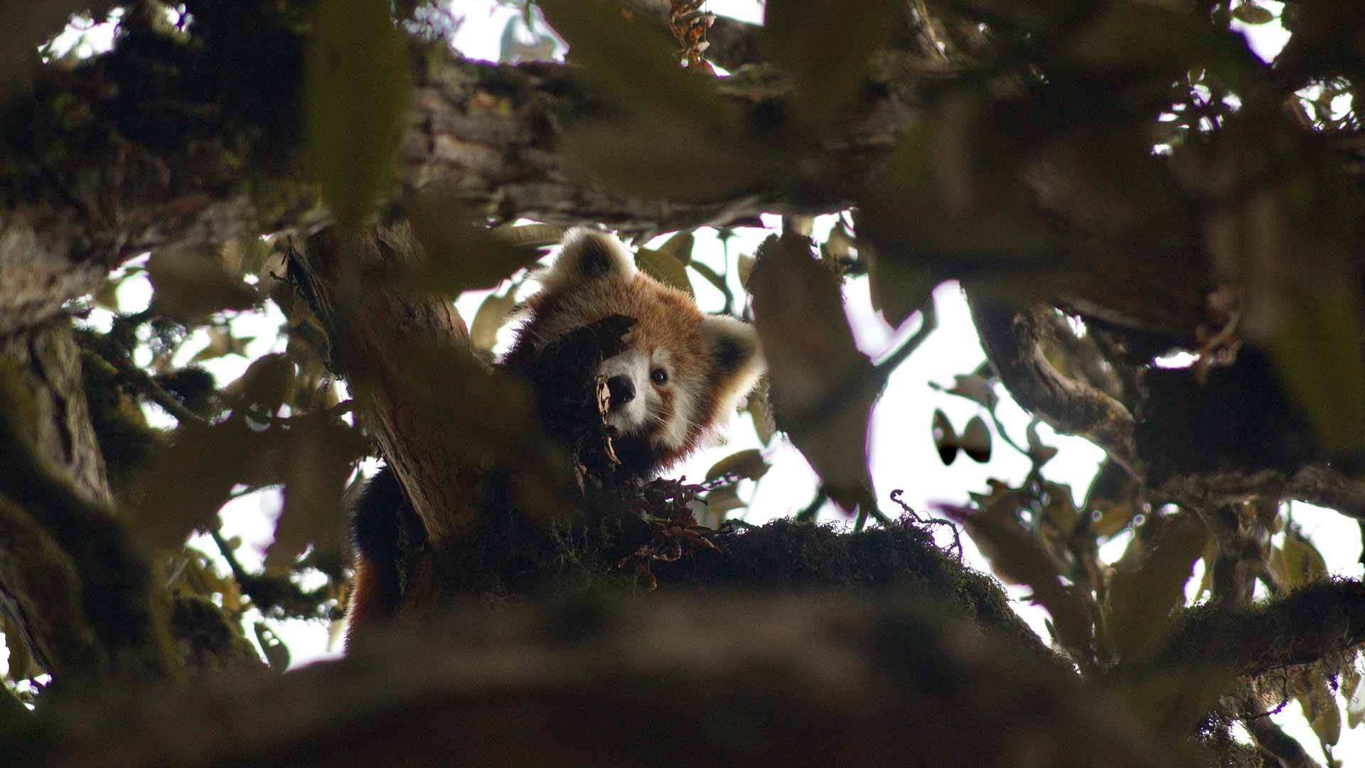 https://cdn.aucklandunlimited.com/zoo/assets/media/red-panda-nepal-gallery-2.jpg