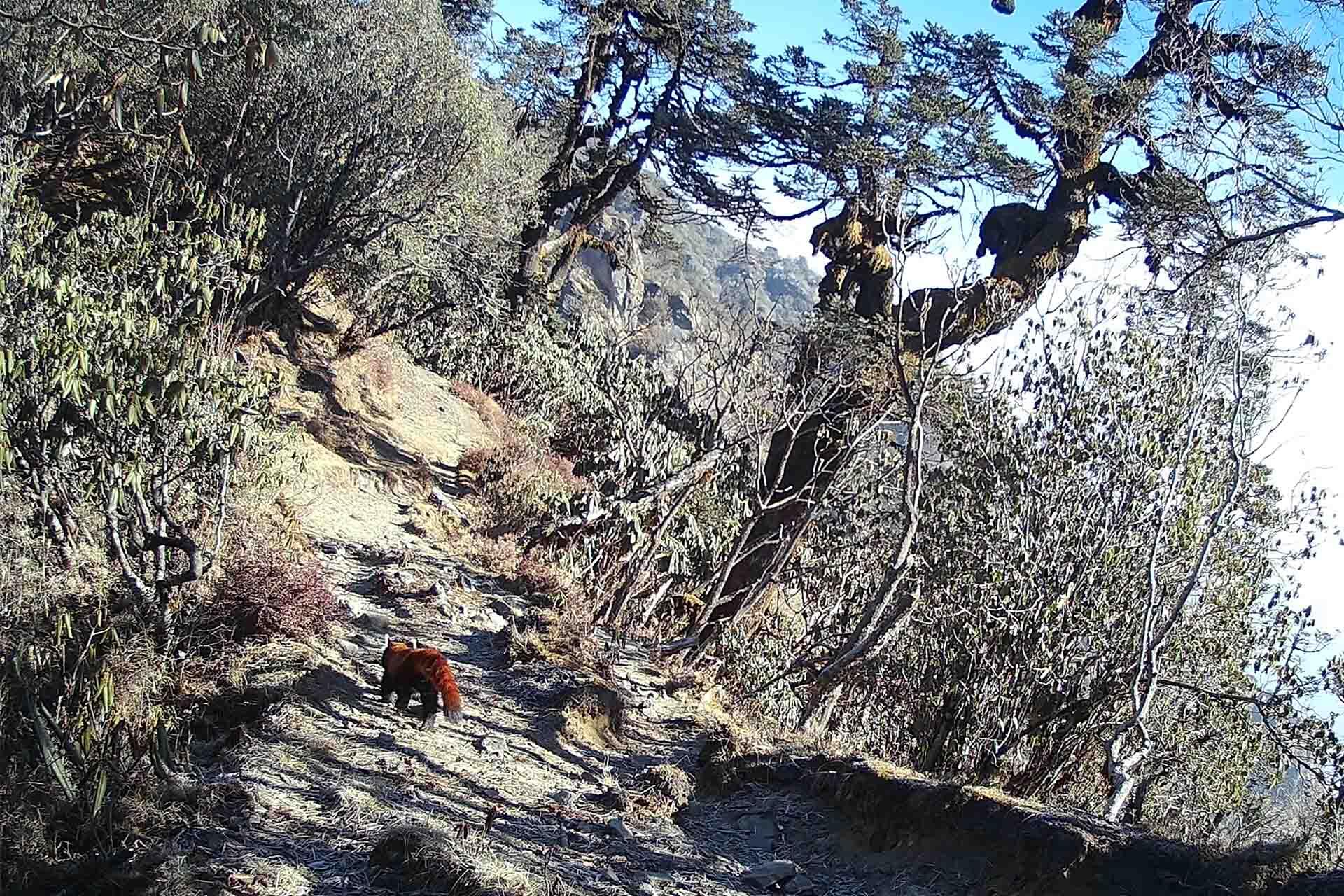 https://cdn.aucklandunlimited.com/zoo/assets/media/red-panda-network-red-panda-captured-by-camera-trap.jpg