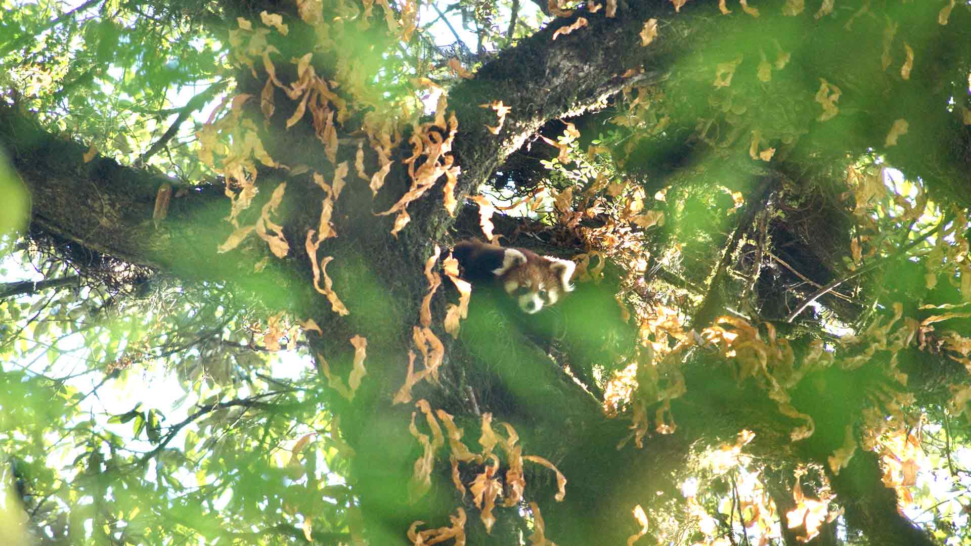 https://cdn.aucklandunlimited.com/zoo/assets/media/red-panda-up-tree-nepal-2-gallery.jpg