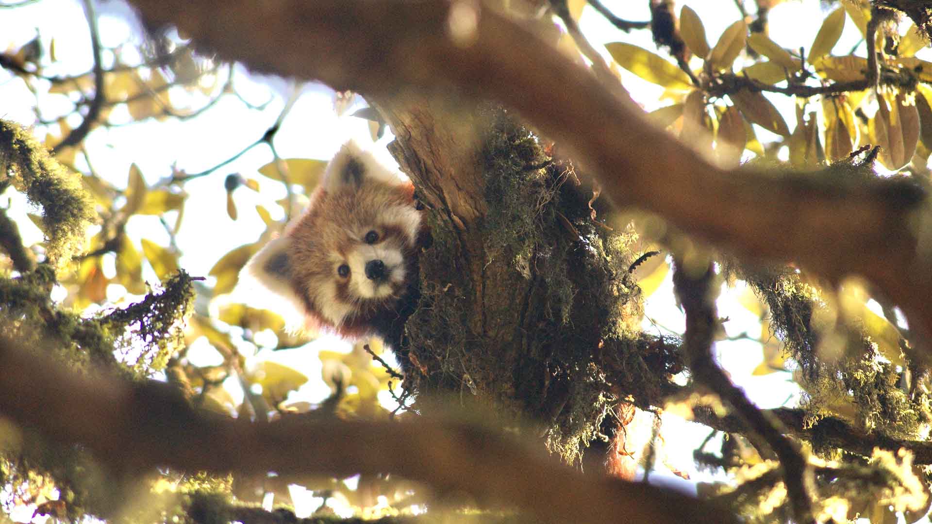 https://cdn.aucklandunlimited.com/zoo/assets/media/red-panda-up-tree-nepal-gallery-3.jpg