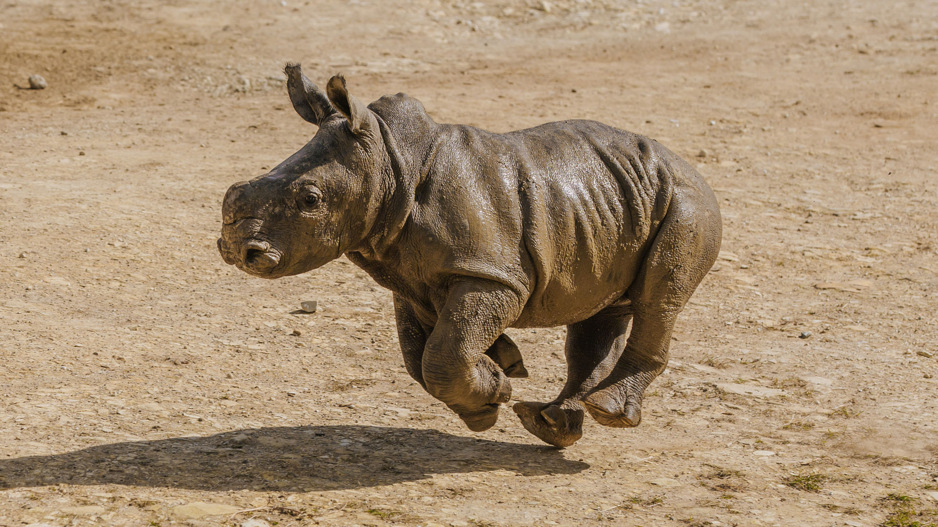 https://cdn.aucklandunlimited.com/zoo/assets/media/rhino-calf-amali-gallery-5.jpg