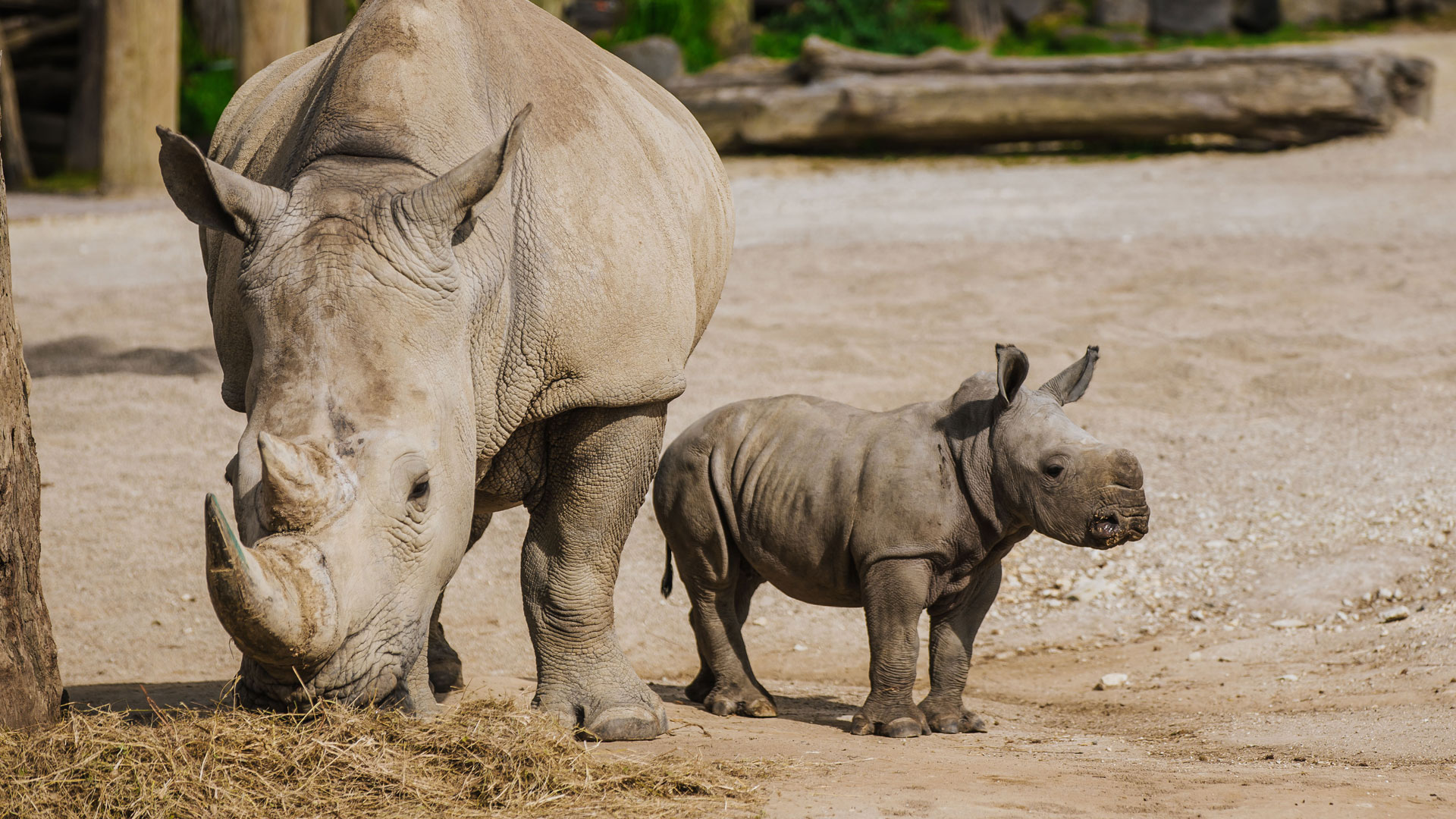 Meet the Zoo's month-old rhino calf Amali! | Auckland Zoo