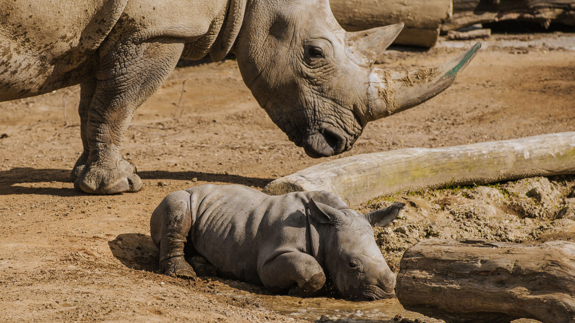 https://cdn.aucklandunlimited.com/zoo/assets/media/rhino-calf-amali-gallery-7.jpg