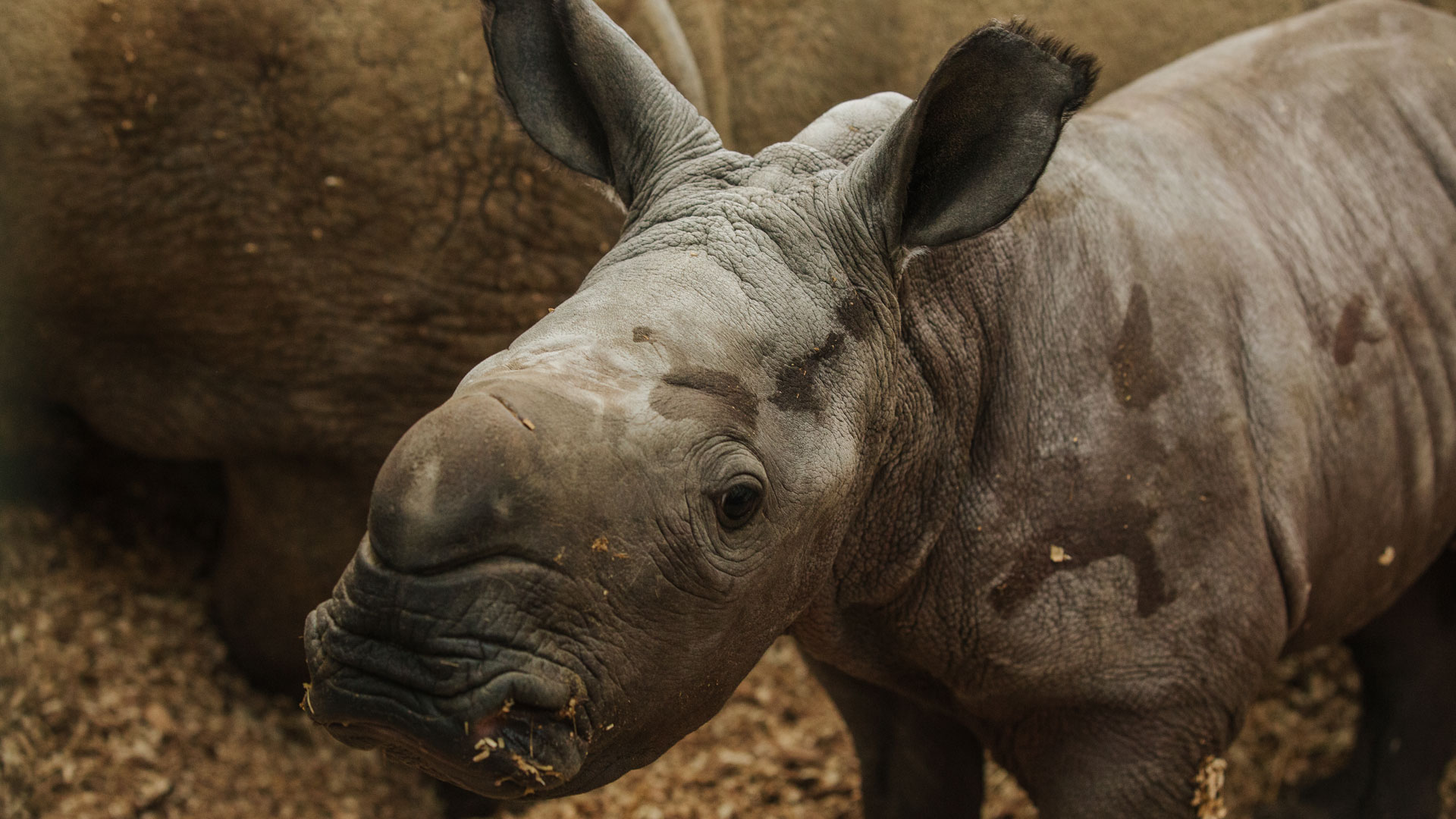 https://cdn.aucklandunlimited.com/zoo/assets/media/rhino-calf-amila-gallery-6.jpg