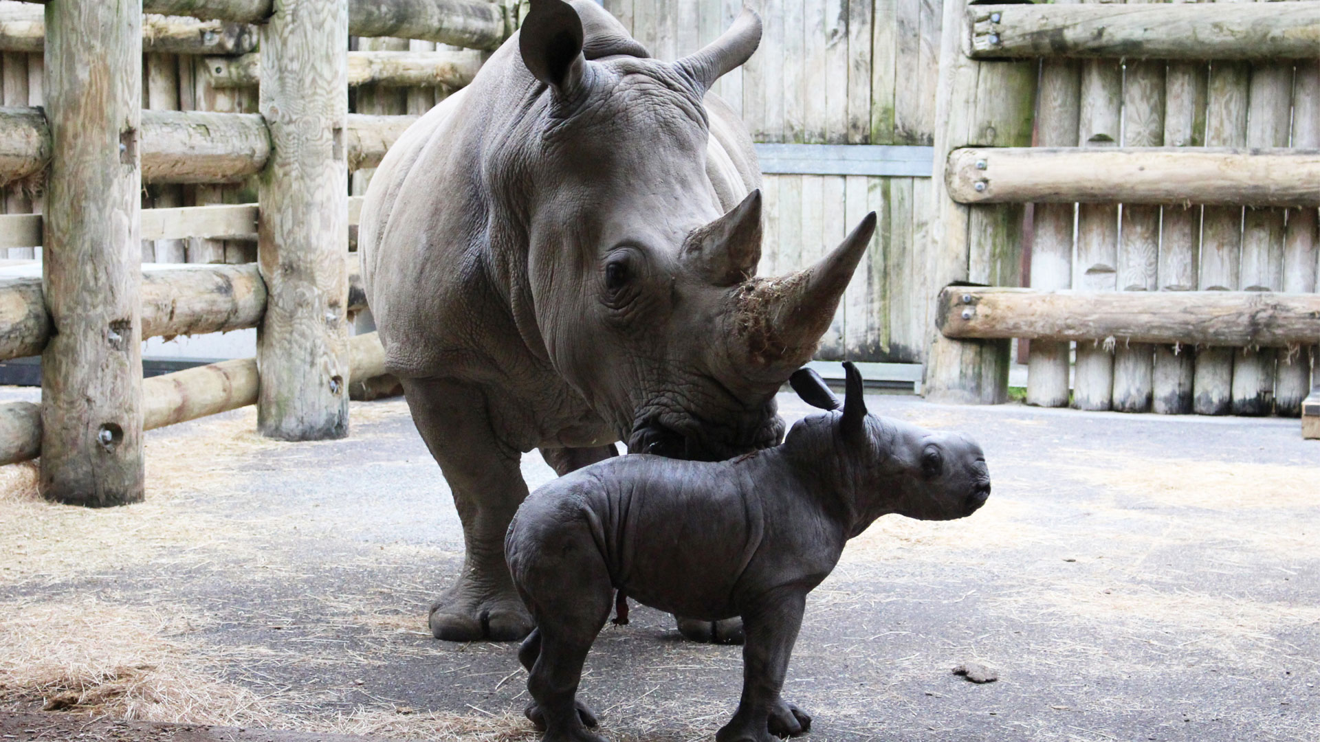 https://cdn.aucklandunlimited.com/zoo/assets/media/rhino-calf-gallery-2.jpg