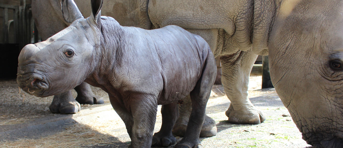 Auckland Zoo’s new baby rhino makes speedy entry into world | Auckland Zoo