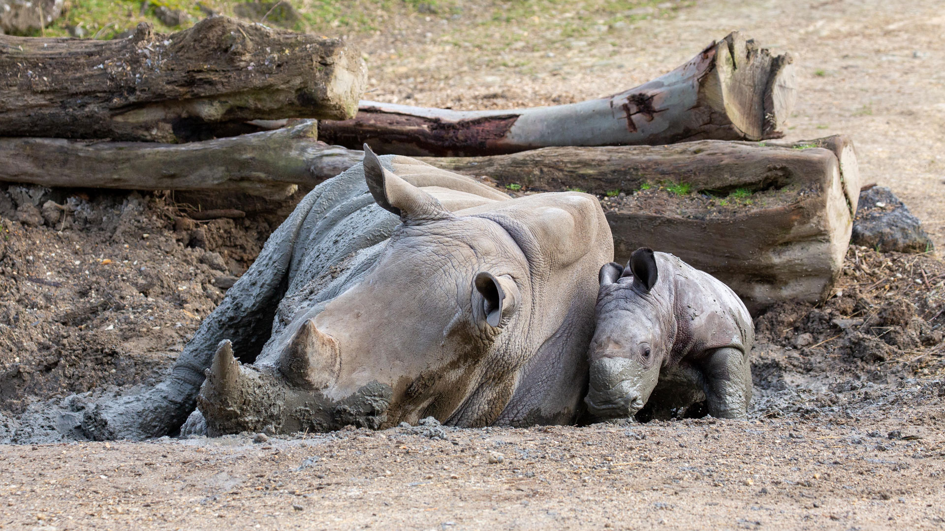 https://cdn.aucklandunlimited.com/zoo/assets/media/rhino-calf-in-habitat-gallery-1.jpg