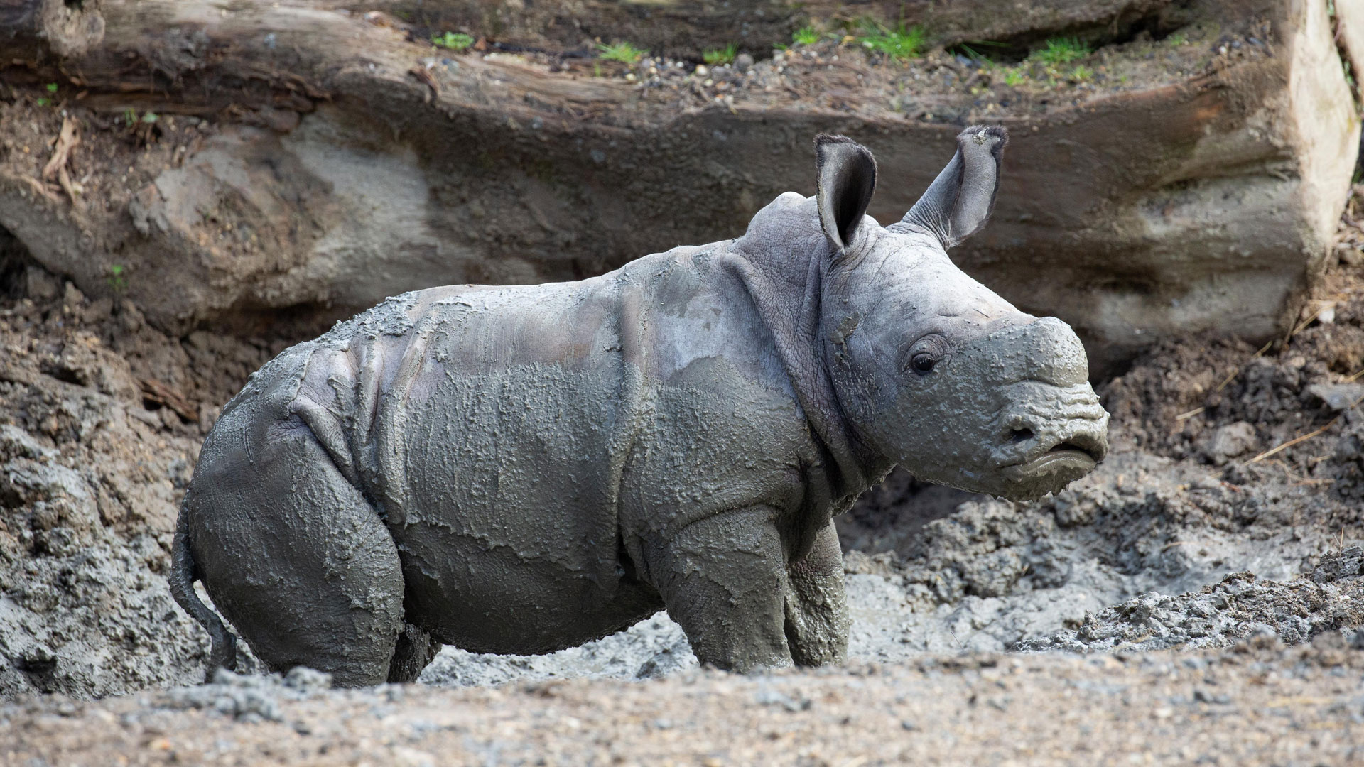 https://cdn.aucklandunlimited.com/zoo/assets/media/rhino-calf-in-habitat-gallery-2.jpg