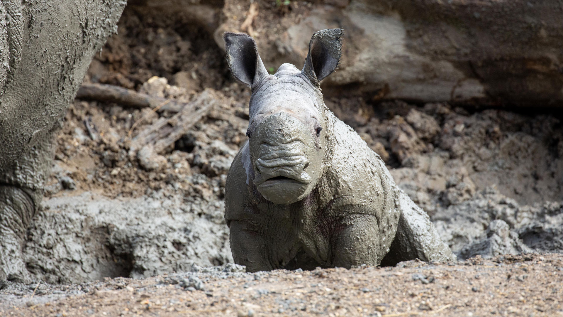 https://cdn.aucklandunlimited.com/zoo/assets/media/rhino-calf-in-habitat-gallery-3.jpg
