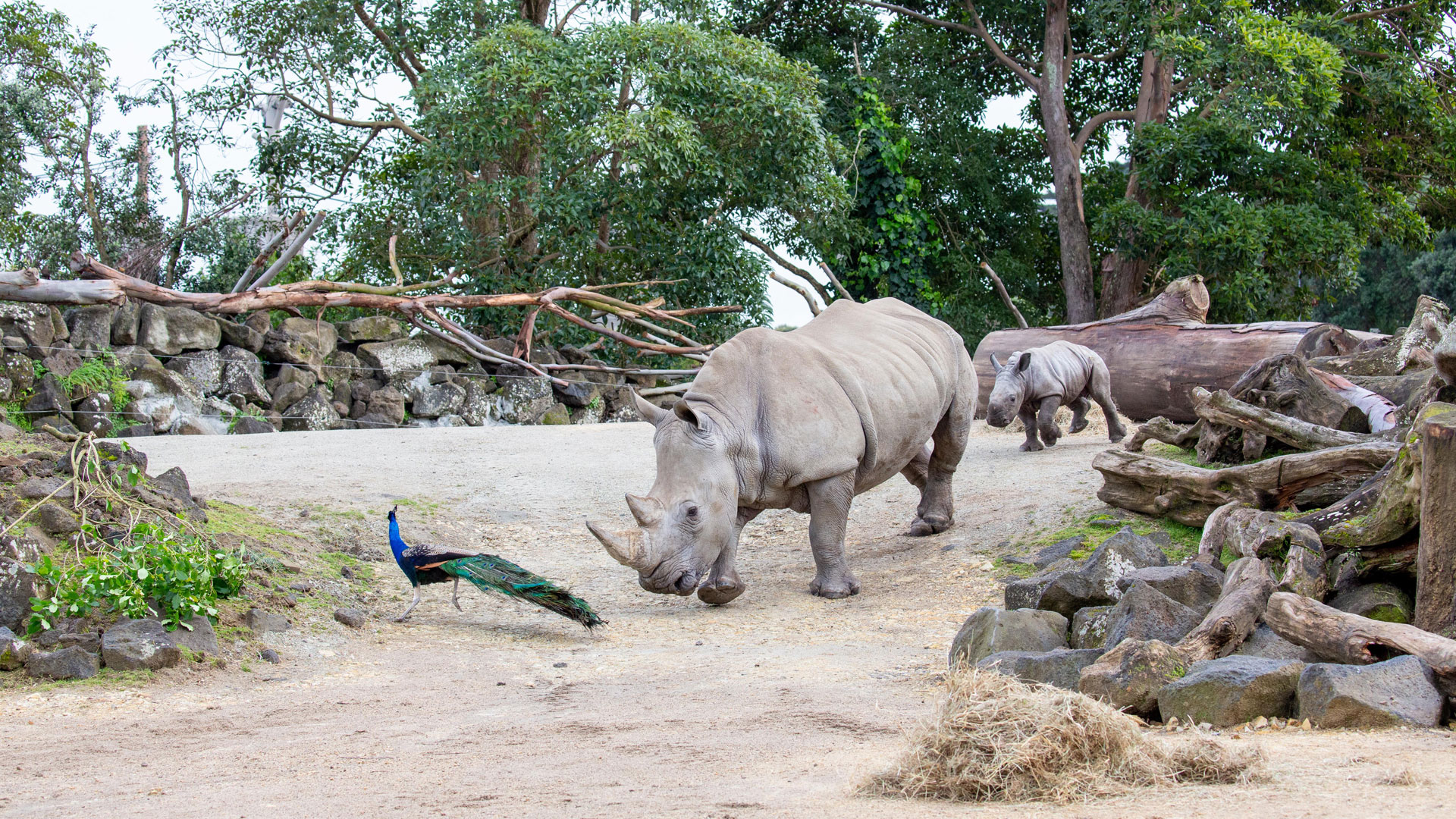 https://cdn.aucklandunlimited.com/zoo/assets/media/rhino-calf-in-habitat-gallery-5.jpg