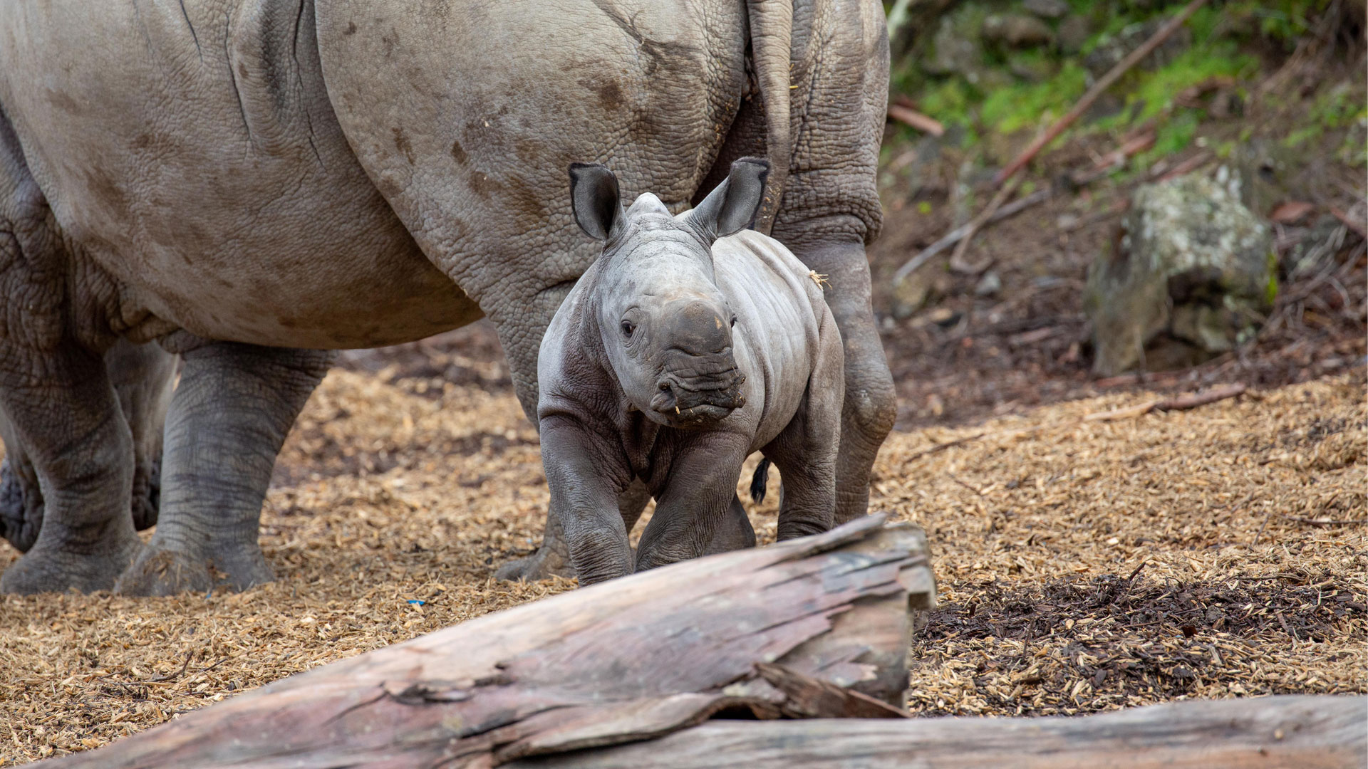 https://cdn.aucklandunlimited.com/zoo/assets/media/rhino-calf-in-habitat-gallery-6.jpg