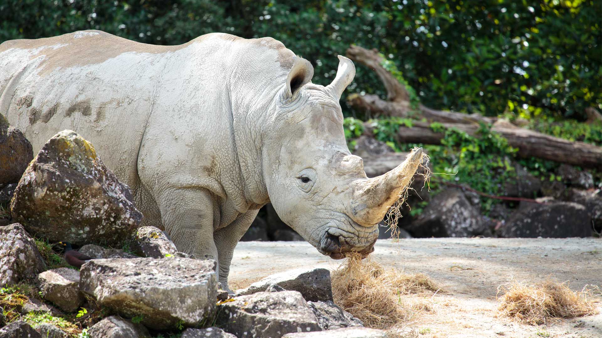 https://cdn.aucklandunlimited.com/zoo/assets/media/rhino-gallery-3.jpg