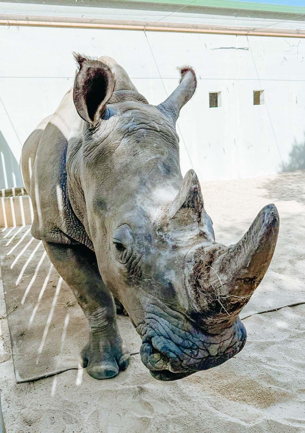 Rhino Nyah in quarantine at Werribee Open Range Zoo 