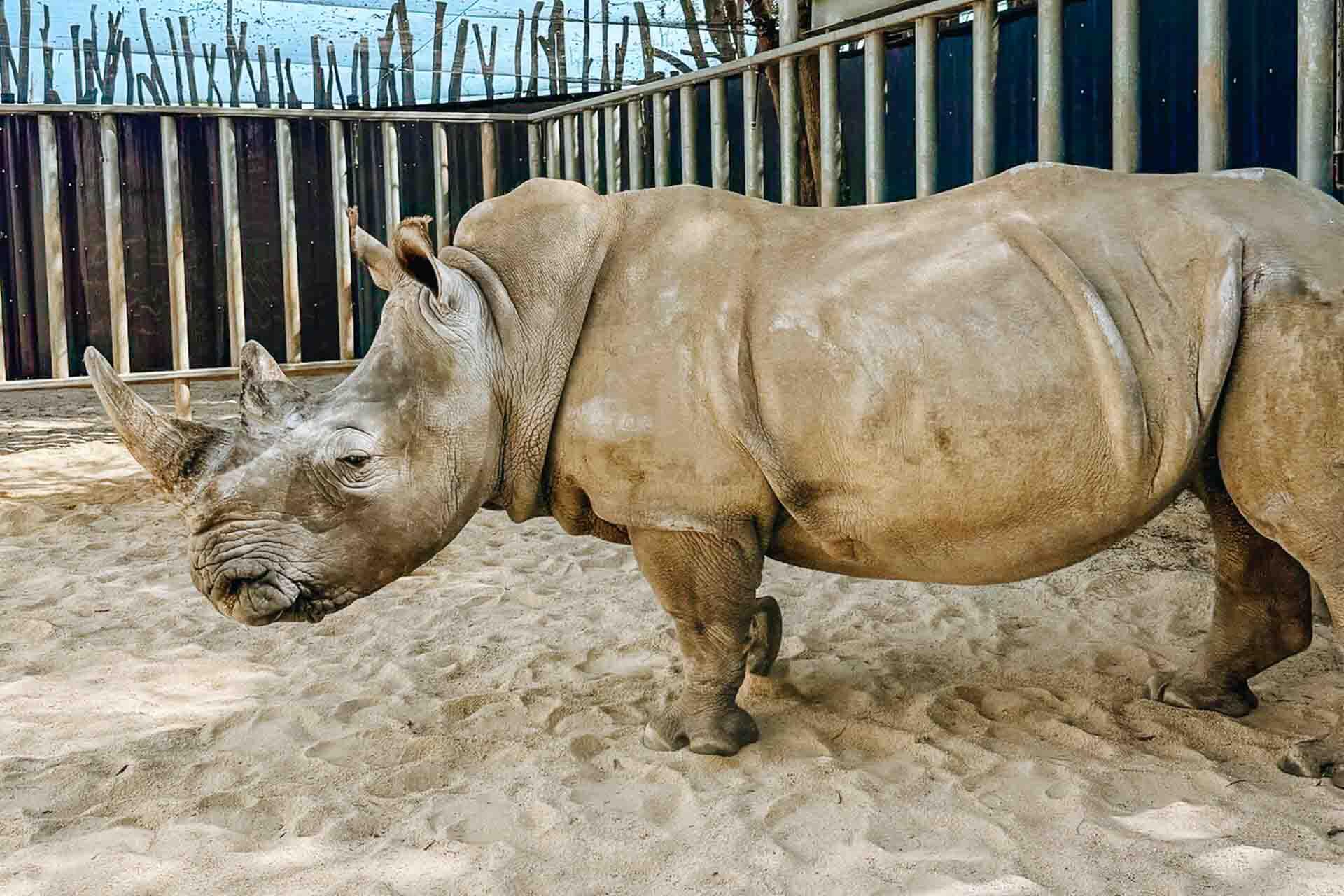 https://cdn.aucklandunlimited.com/zoo/assets/media/rhino-nyah-at-werribee-zoo.jpg