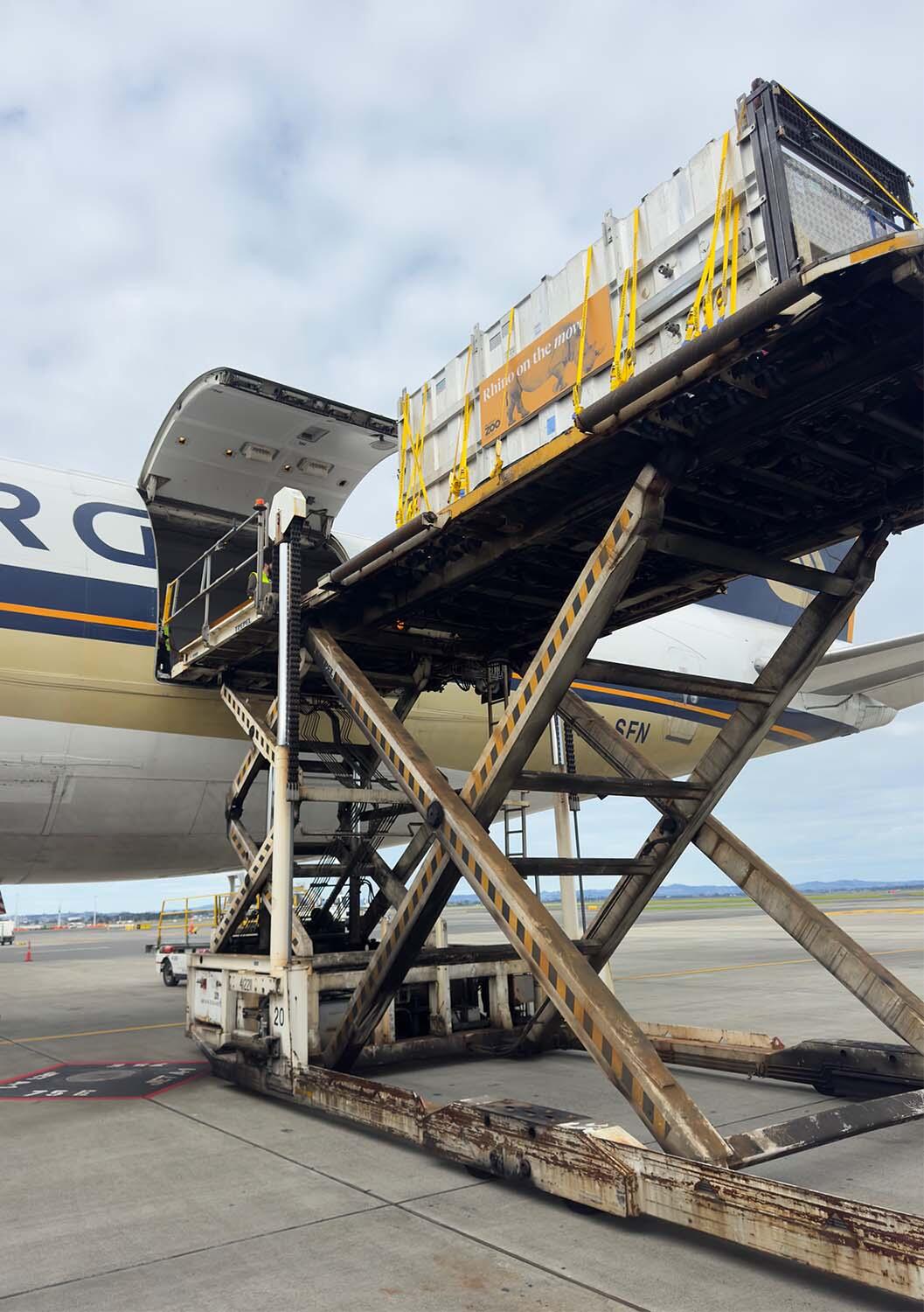 Rhino Nyah's crate being loaded into the cargo plane at Auckland Airport