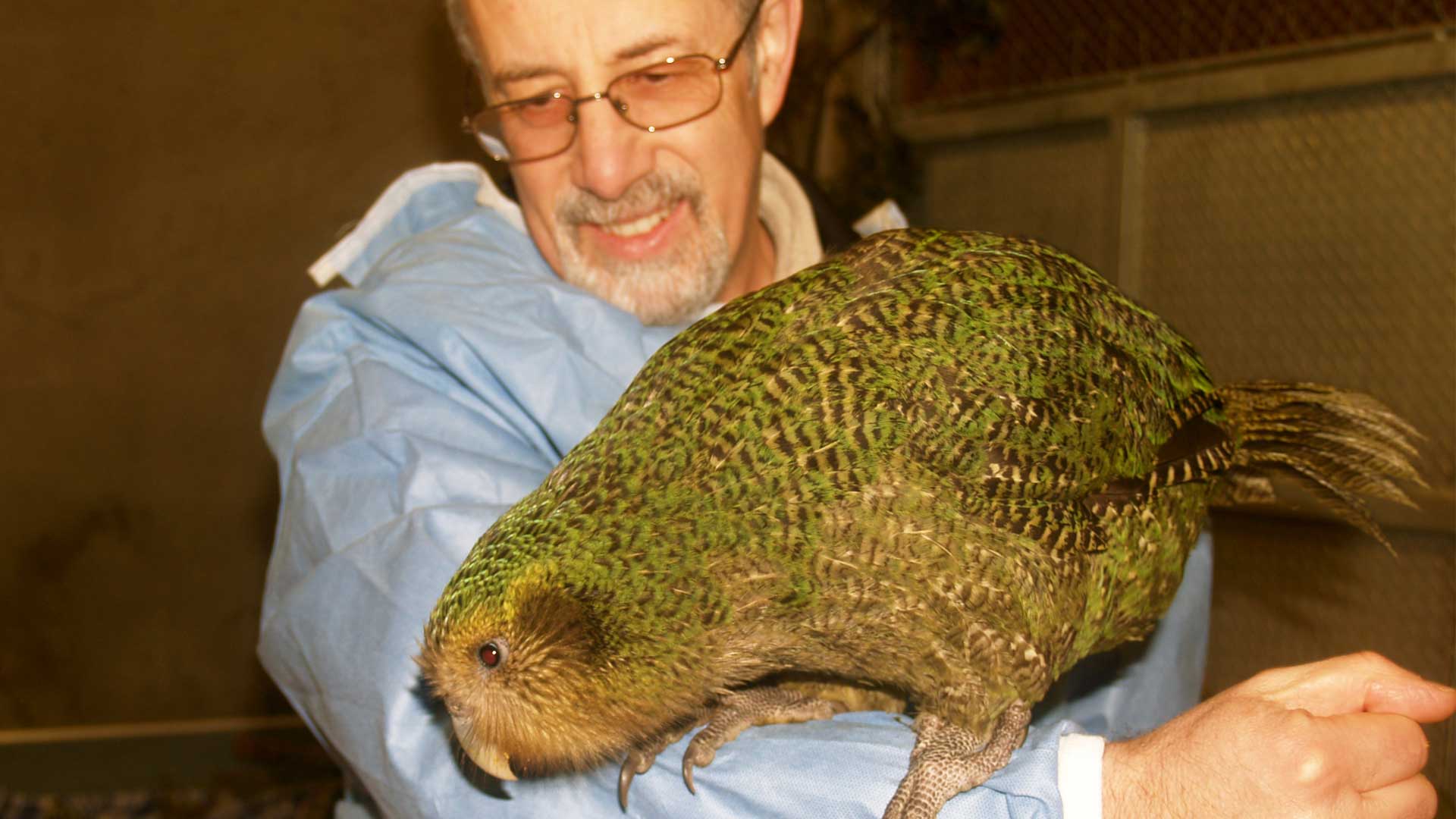 https://cdn.aucklandunlimited.com/zoo/assets/media/richard-kakapo-gallery-1.jpg