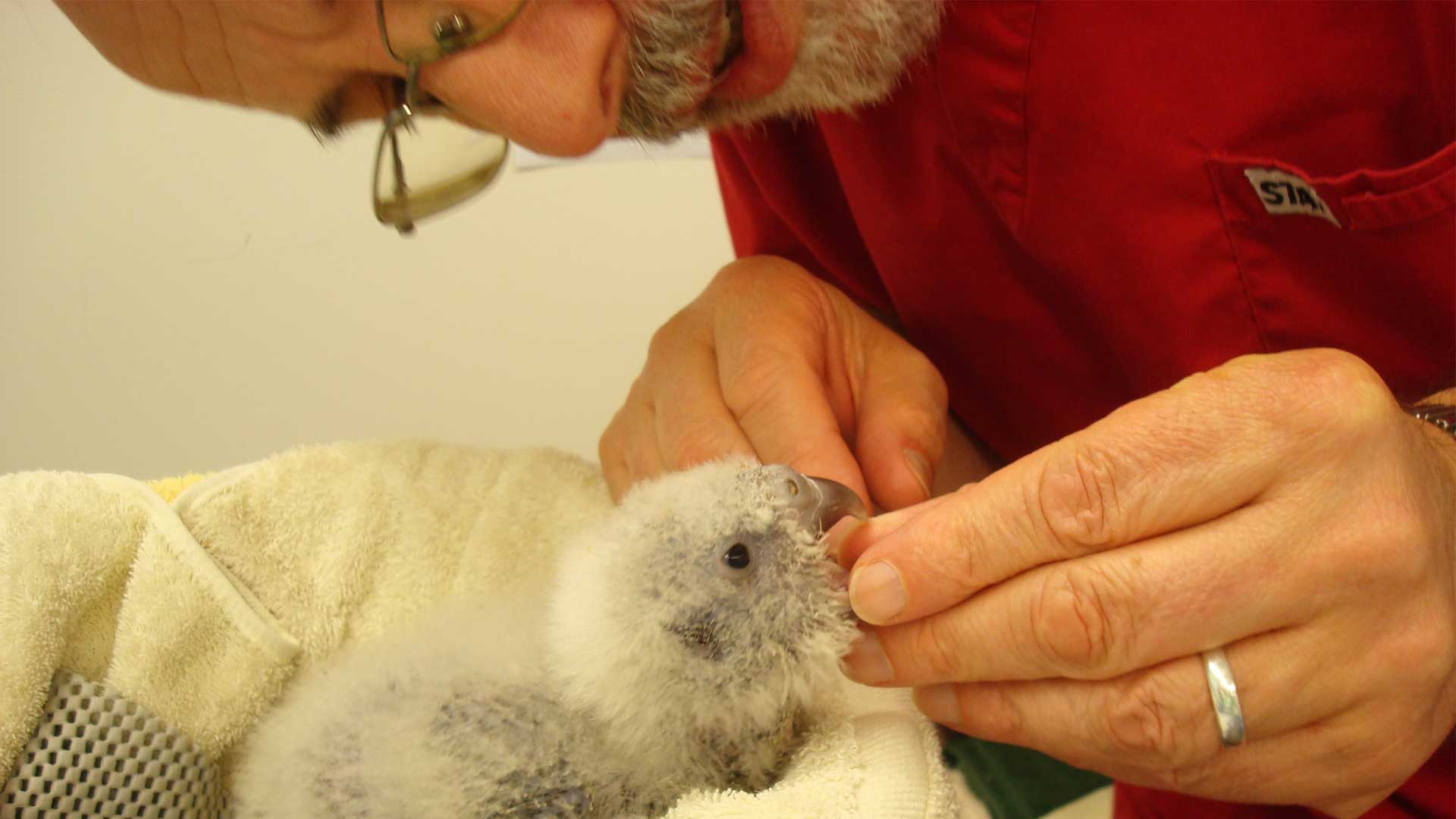 https://cdn.aucklandunlimited.com/zoo/assets/media/richard-kakapo-gallery-2.jpg