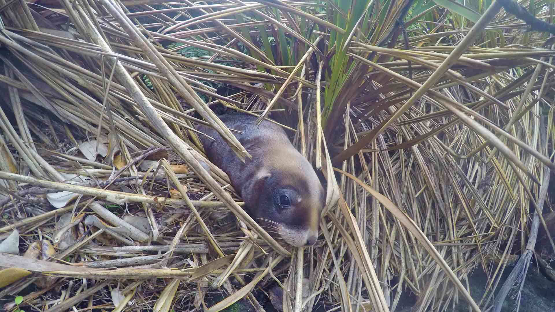 https://cdn.aucklandunlimited.com/zoo/assets/media/sea-lion-in-nest-gallery.jpg