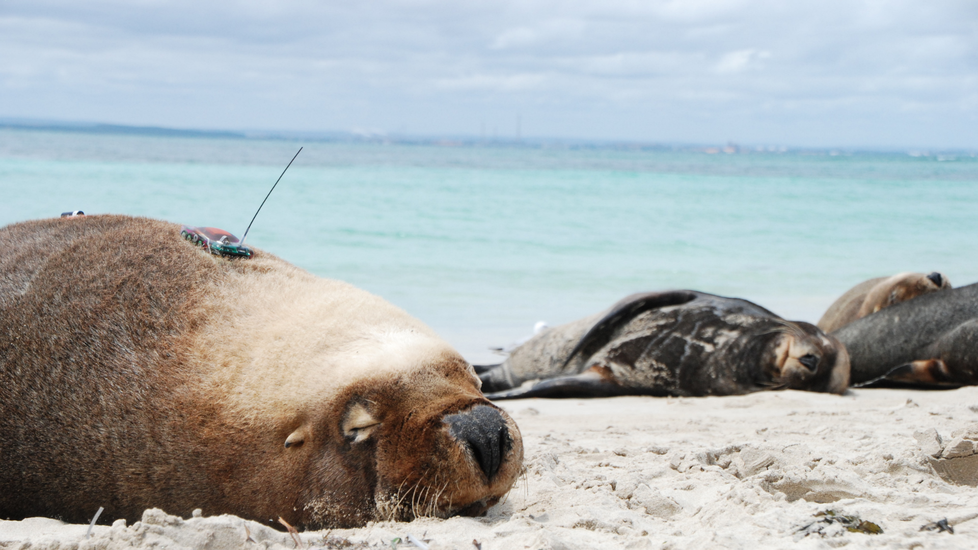 https://cdn.aucklandunlimited.com/zoo/assets/media/sea-lion-satellite-tagging-2.png