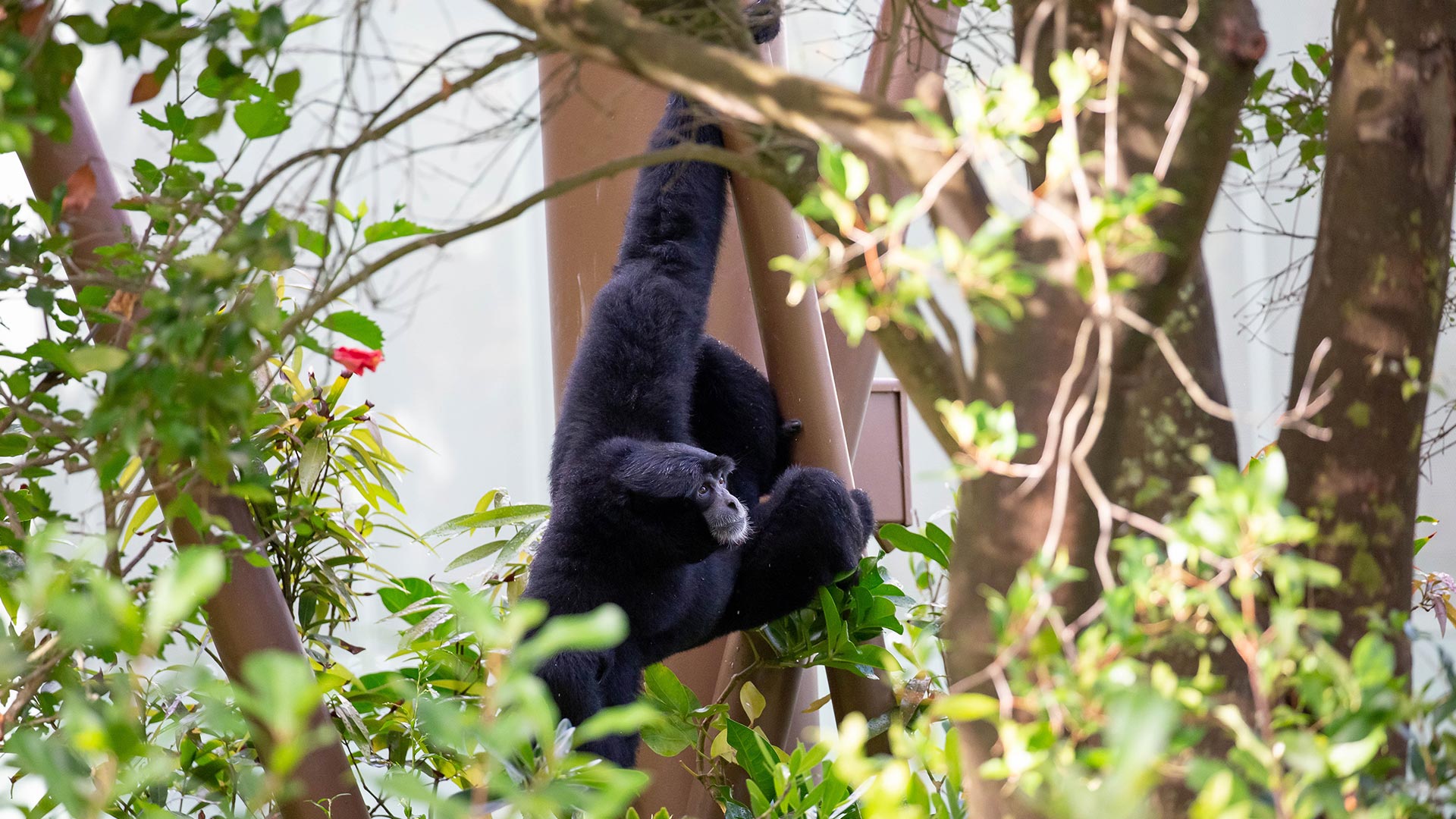 https://cdn.aucklandunlimited.com/zoo/assets/media/siamang-hanging-off-tree-structure-gallery.jpg
