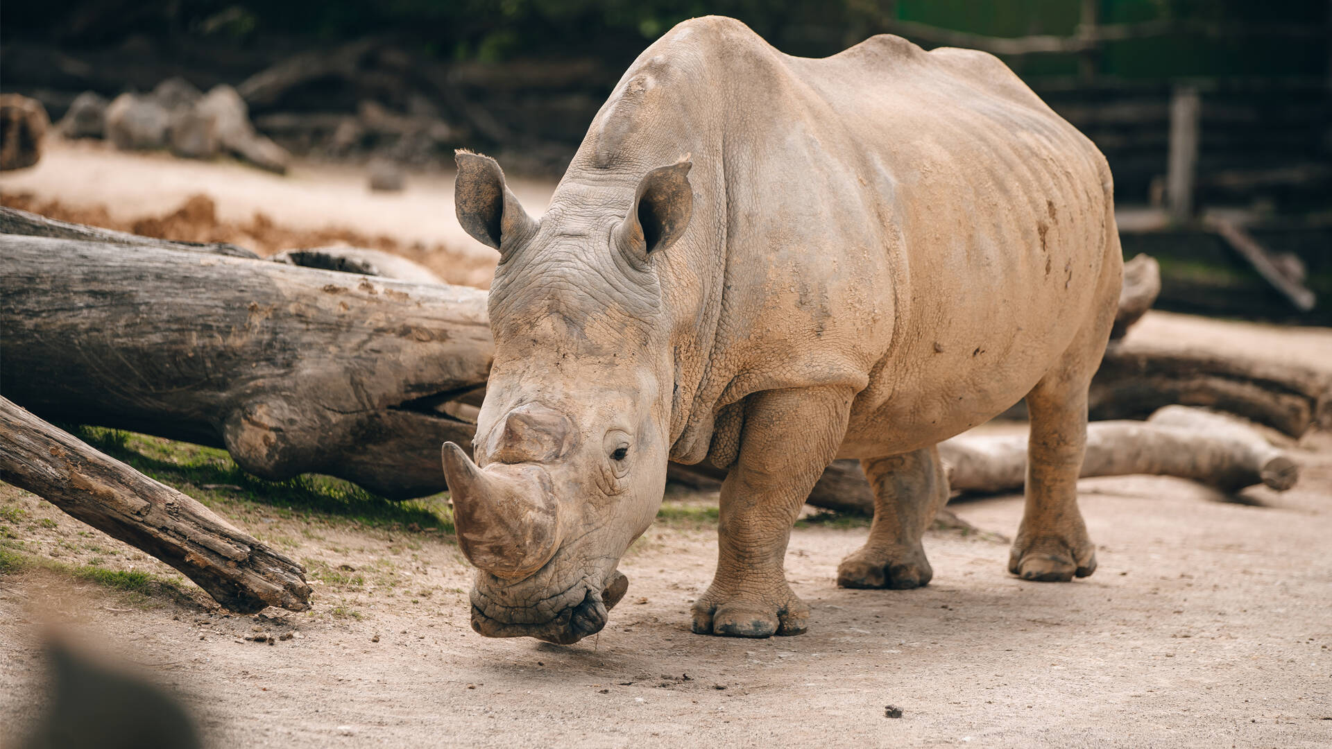 https://cdn.aucklandunlimited.com/zoo/assets/media/southern-white-rhino-zambezi-gallery-1.jpg