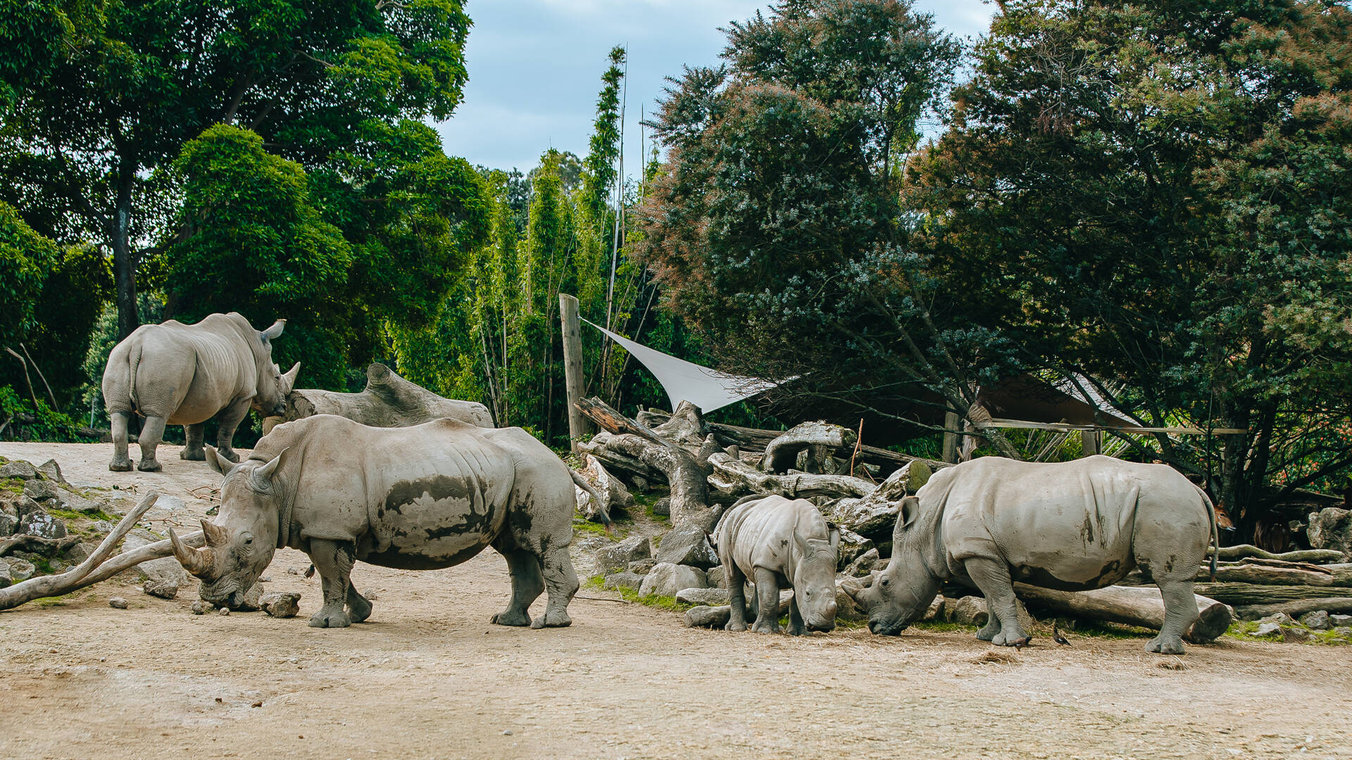 https://cdn.aucklandunlimited.com/zoo/assets/media/southern-white-rhino-zambezi-gallery-3.jpg