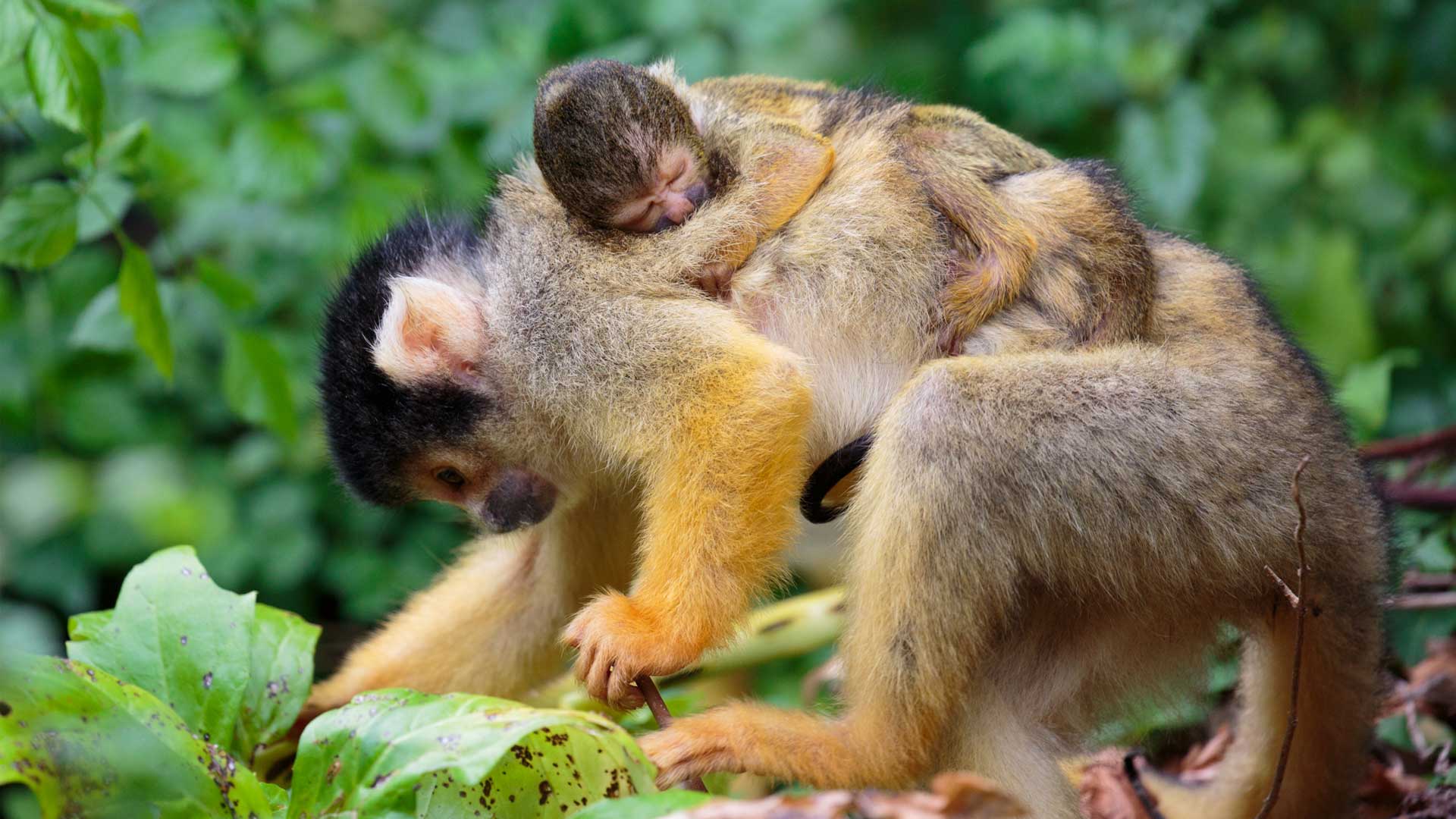 https://cdn.aucklandunlimited.com/zoo/assets/media/squirrel-monkey-picaro-gallery-1.jpg